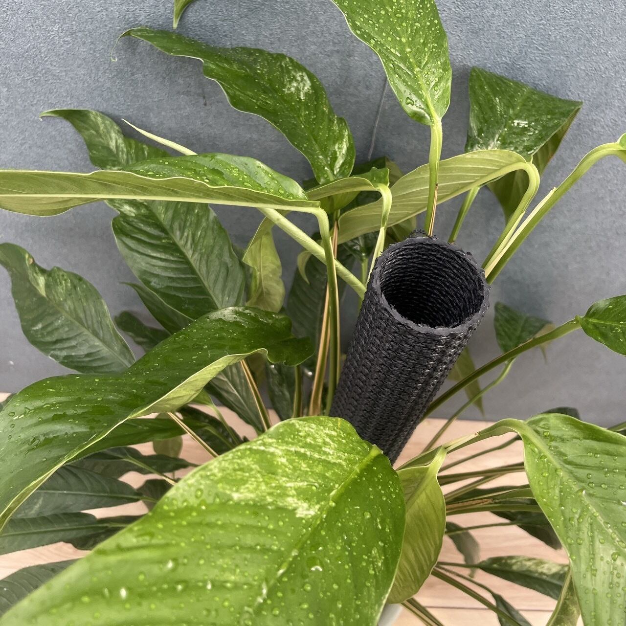 現品］【希少】9番 ラフィドフォラ メガスペルマ 斑入り 8号 観葉植物