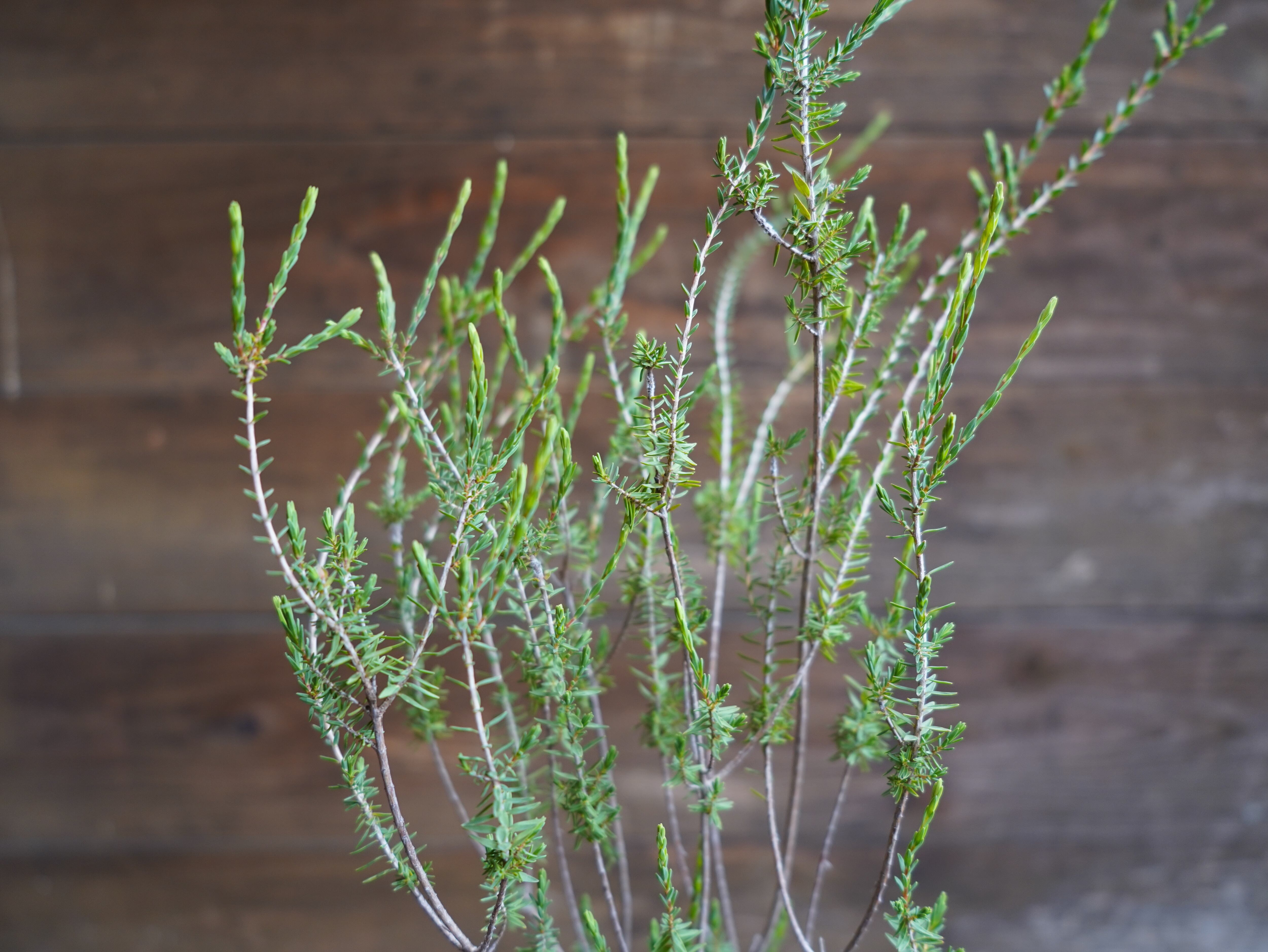 【現物】ビューフォーティア　プルプレア　A