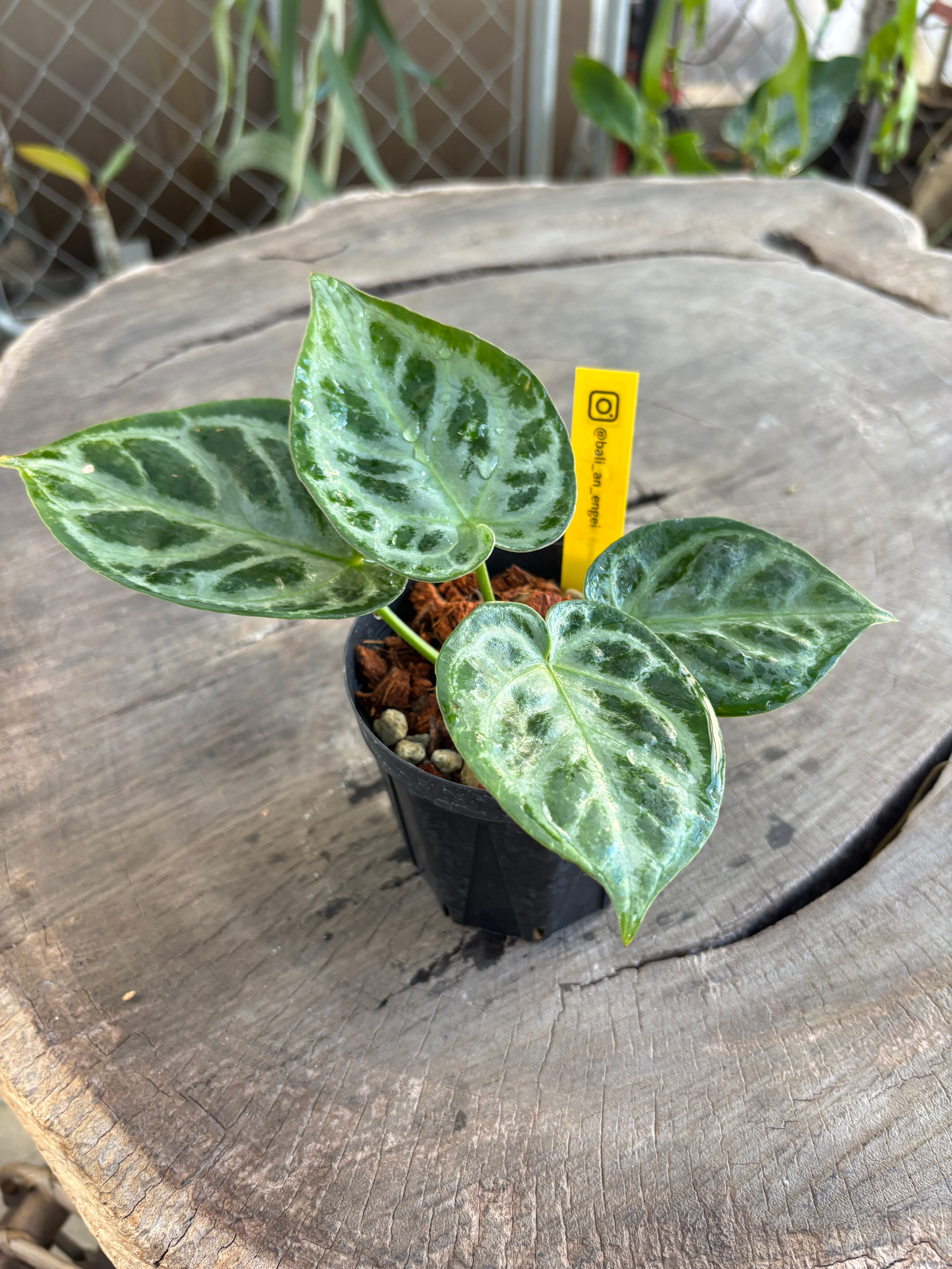 Anthurium | BA PLants