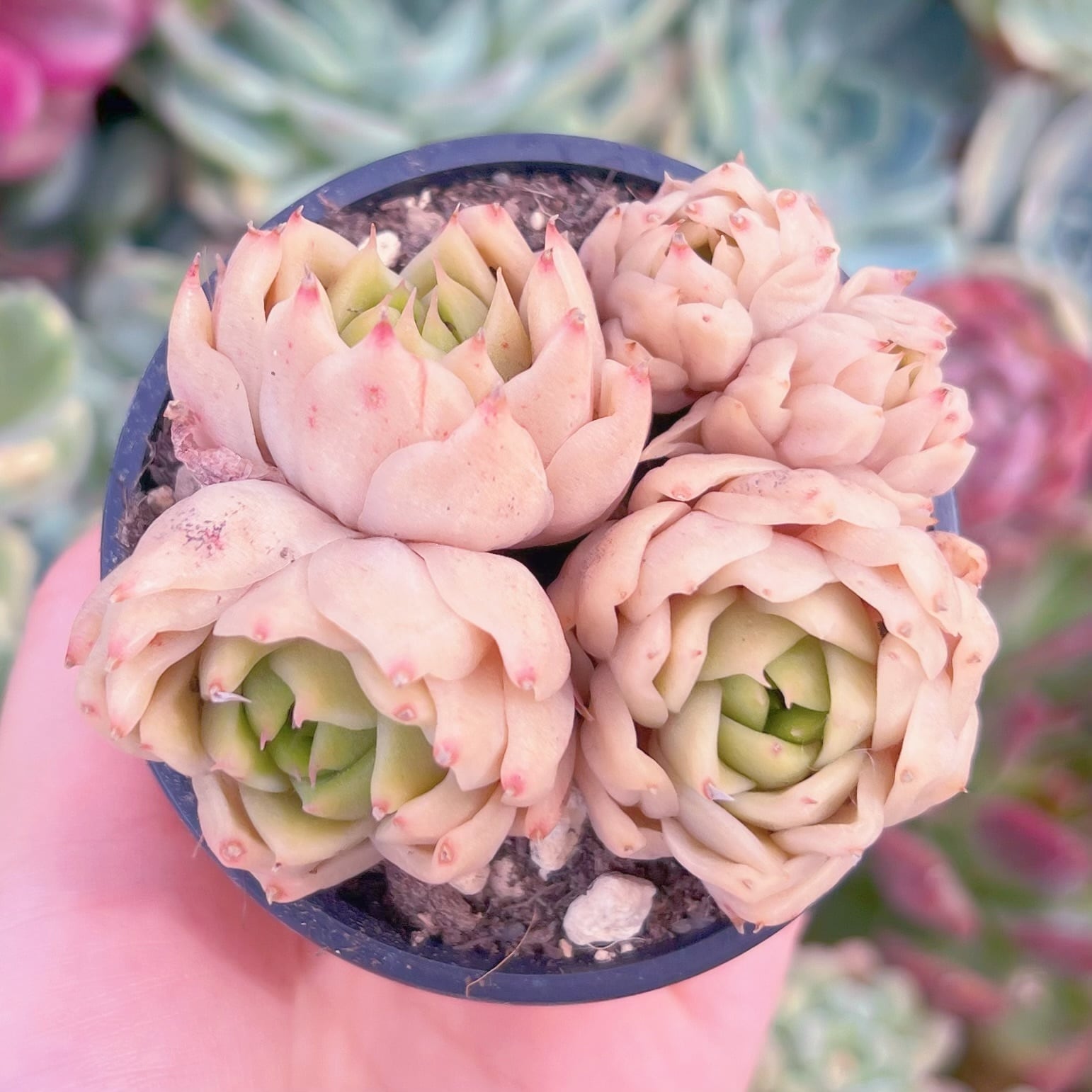 現品　火焰#609　るる農園