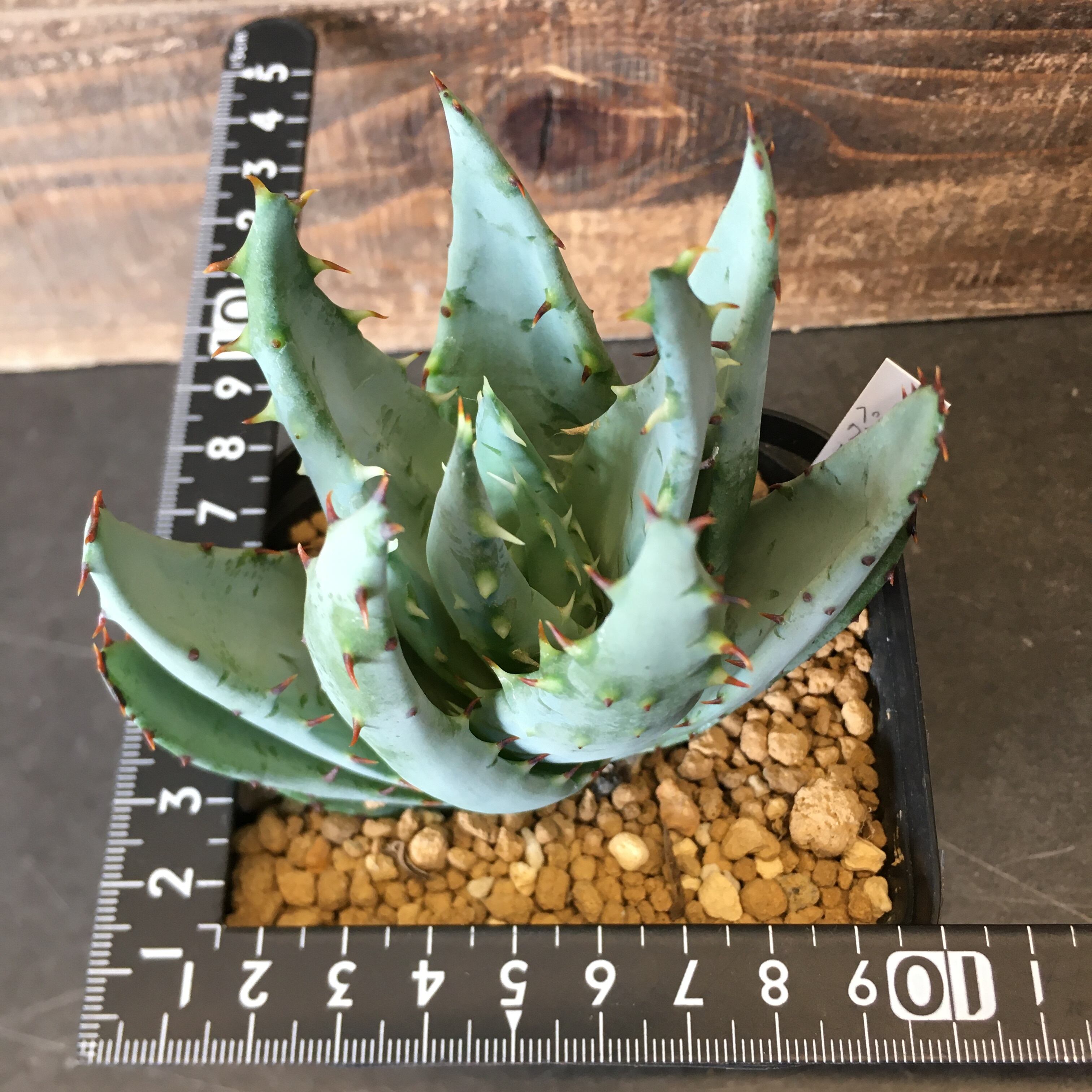 アロエ ペグレラエ Protoleaf プロトリーフ