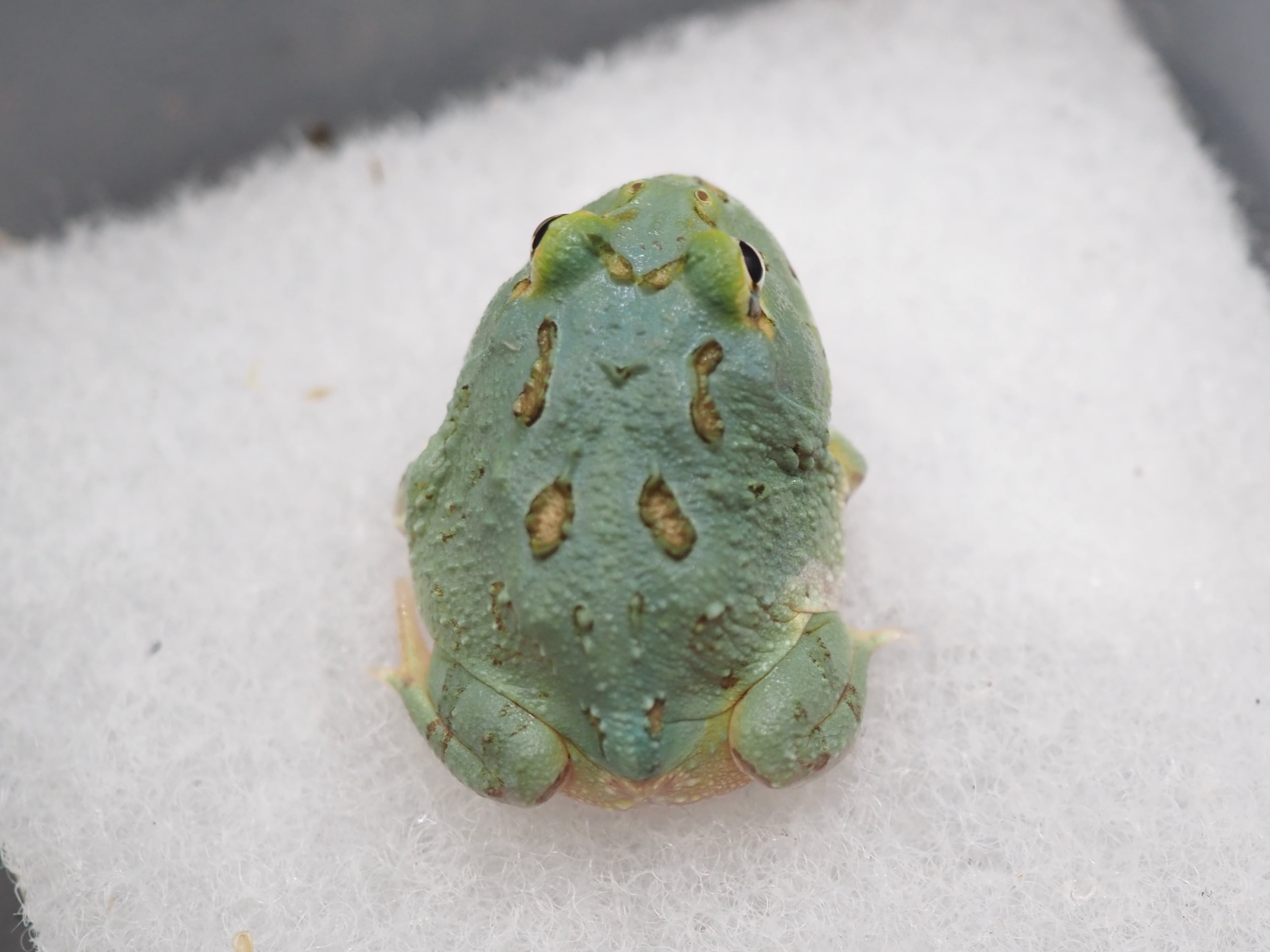 ④クランウェルツノガエル 