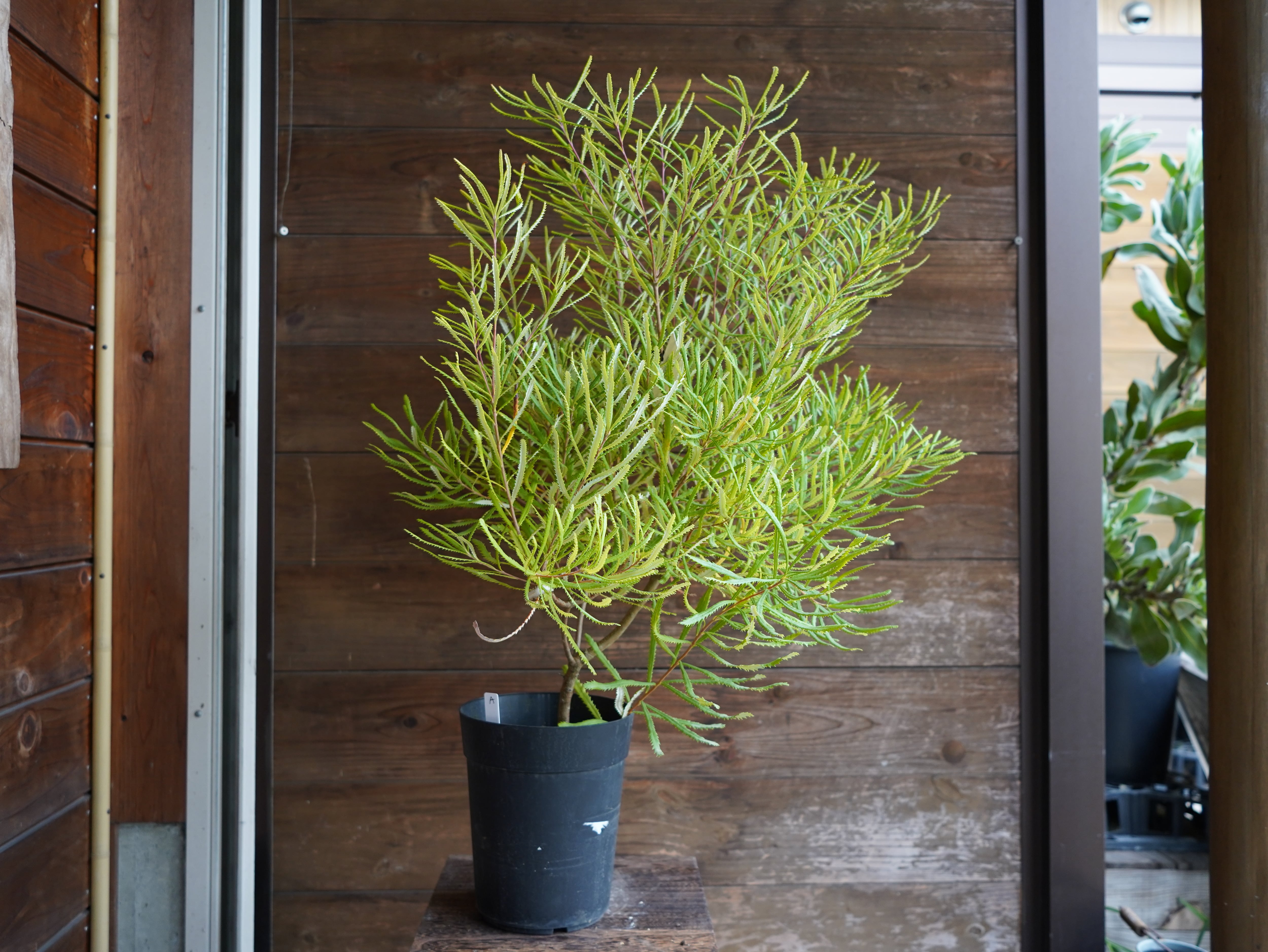 【現物】バンクシア　”スピヌローサ”　A（ヘアピンバンクシア）