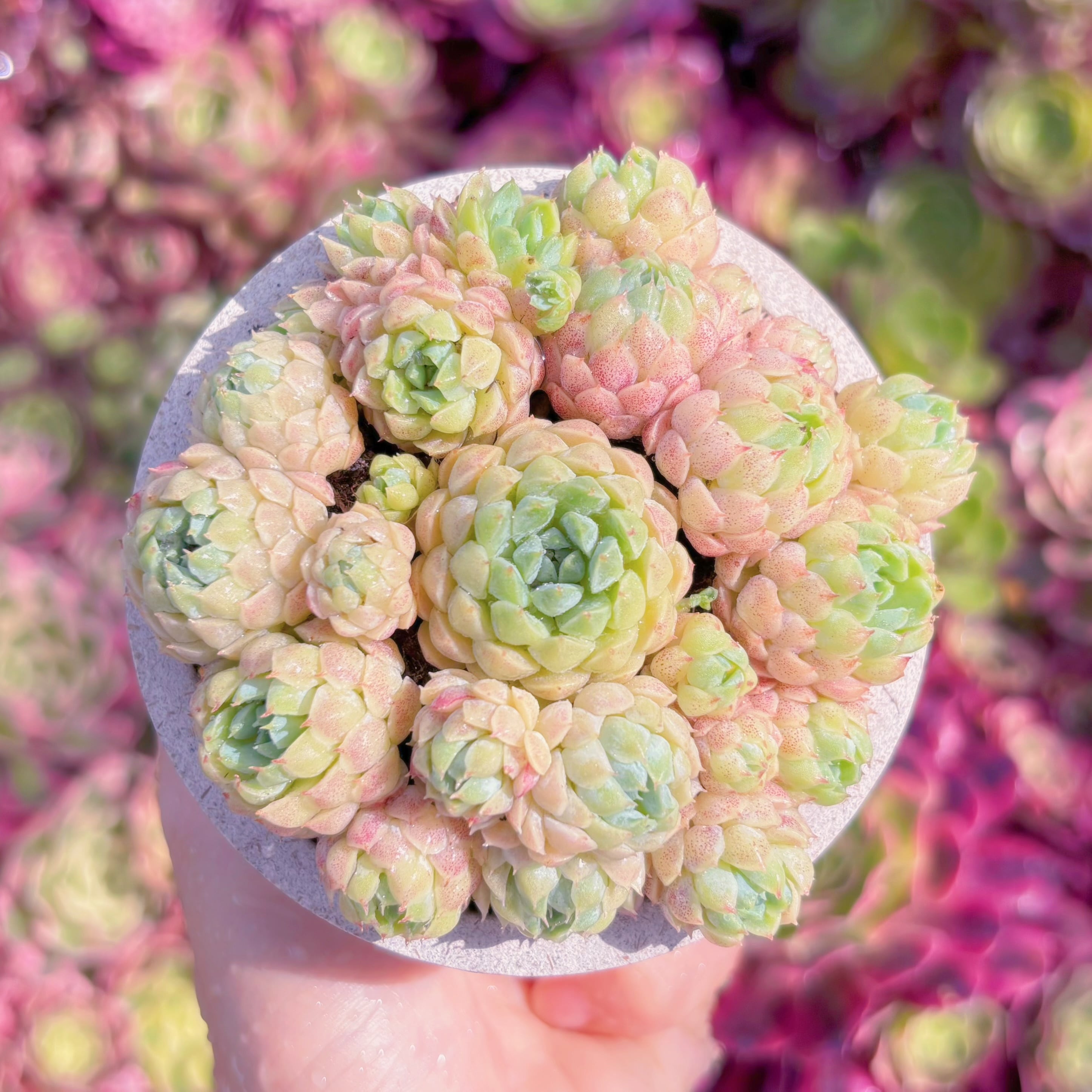多肉植物　ハチミツボール(7苗)　新入荷　るる農園