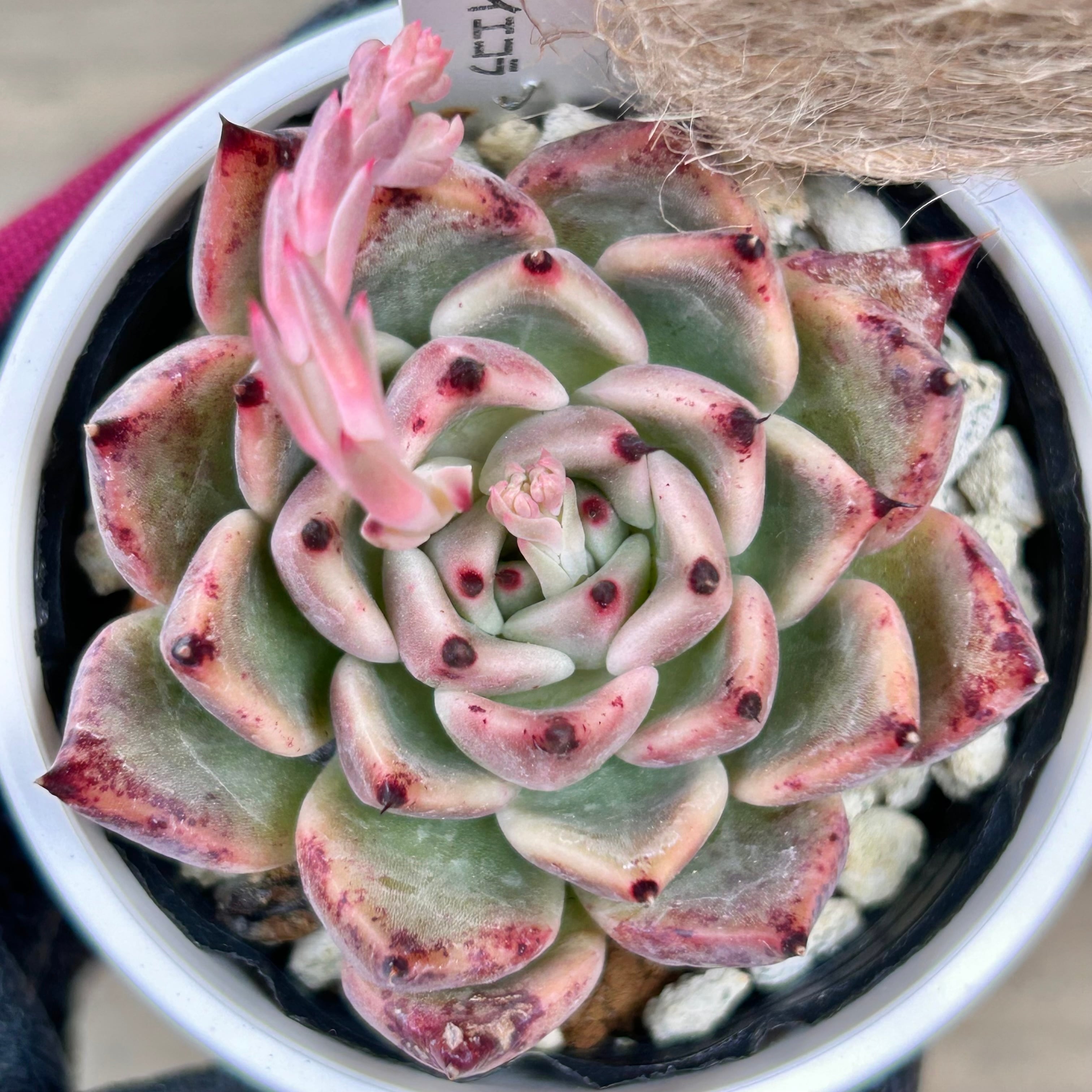 もりっもり！レッドベリー | RuPo 多肉植物専門店