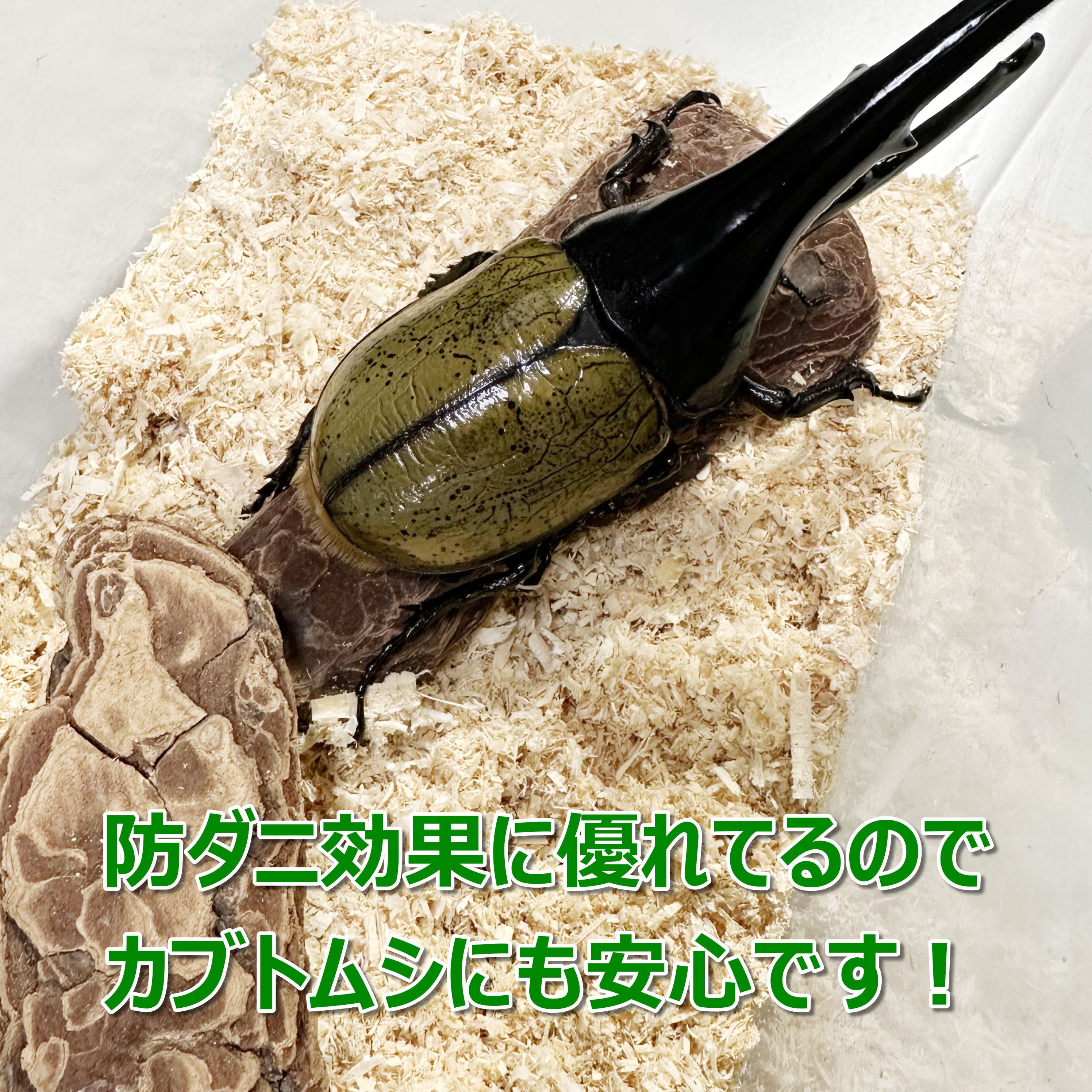 たっぷり100リットル(10袋)ヒノキパウダーマット☆クワガタ、カブトムシ飼育に 成虫用マット 5L 1個 桧木（ひのき）オガマット カブトムシ・クワガタ