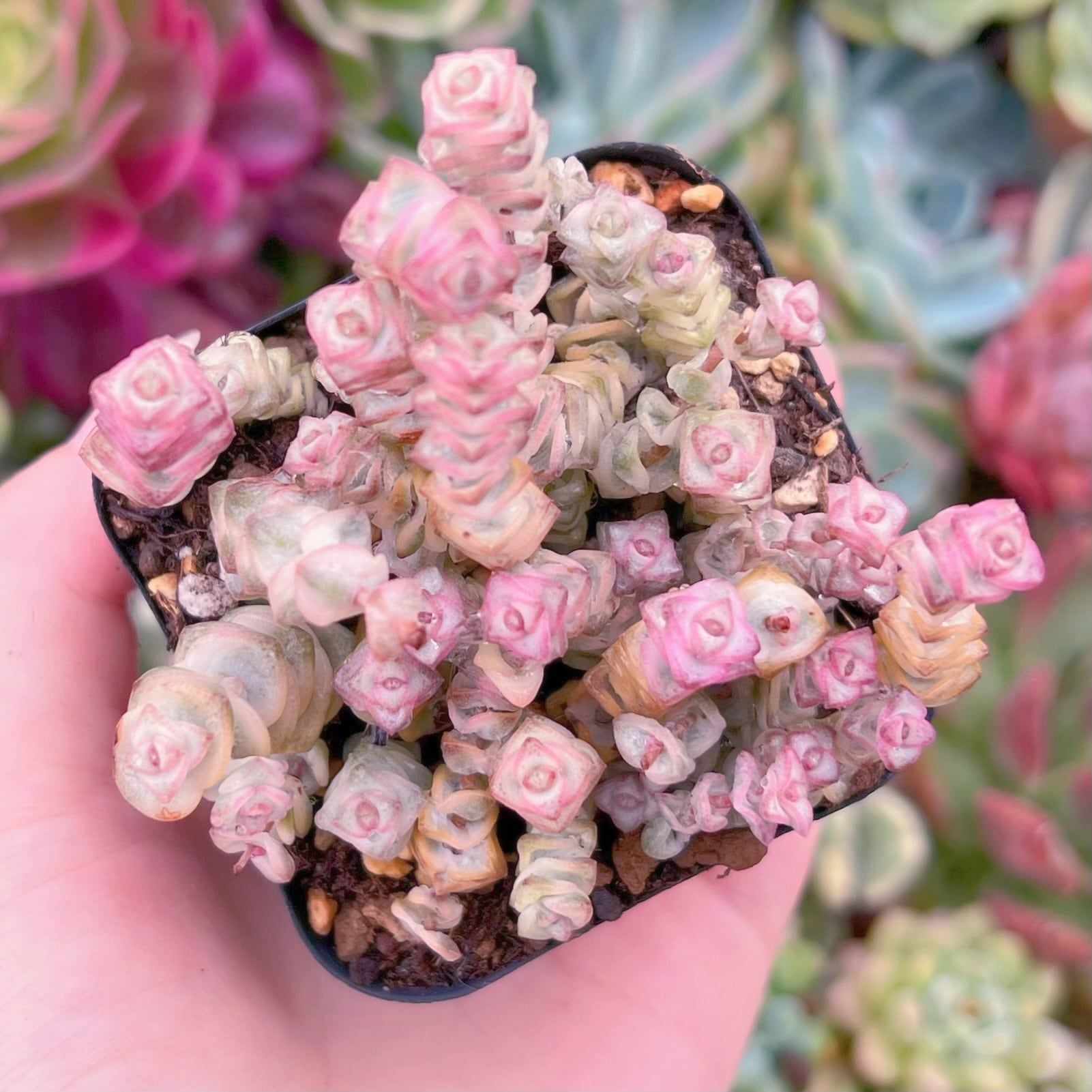 現品　ファンタジー錦#A87　るる農園