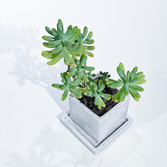 セダム 乙女心 Sedum pachyphyllum