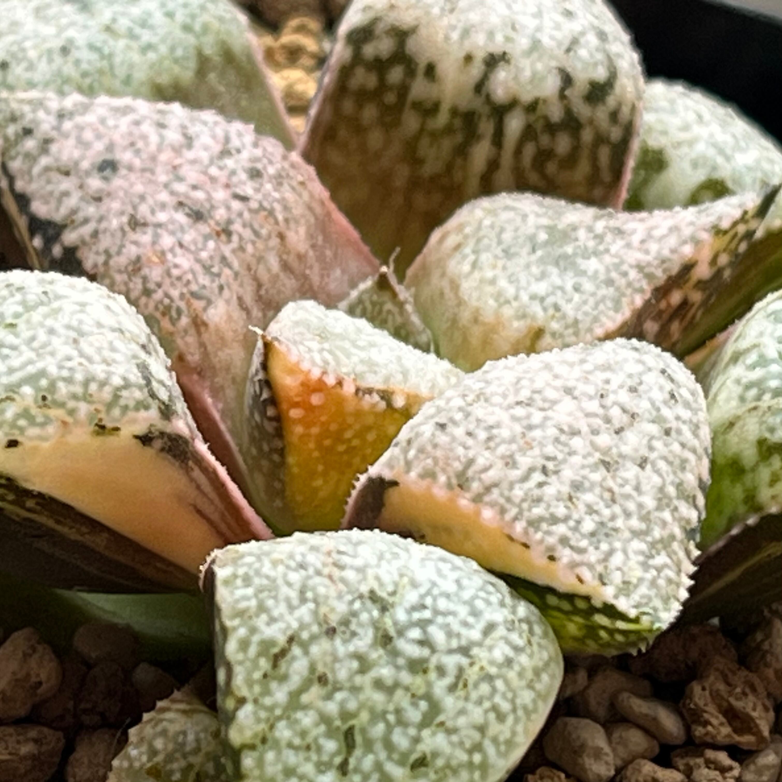 ハオルチア 白泉殿錦 | mocono_plants
