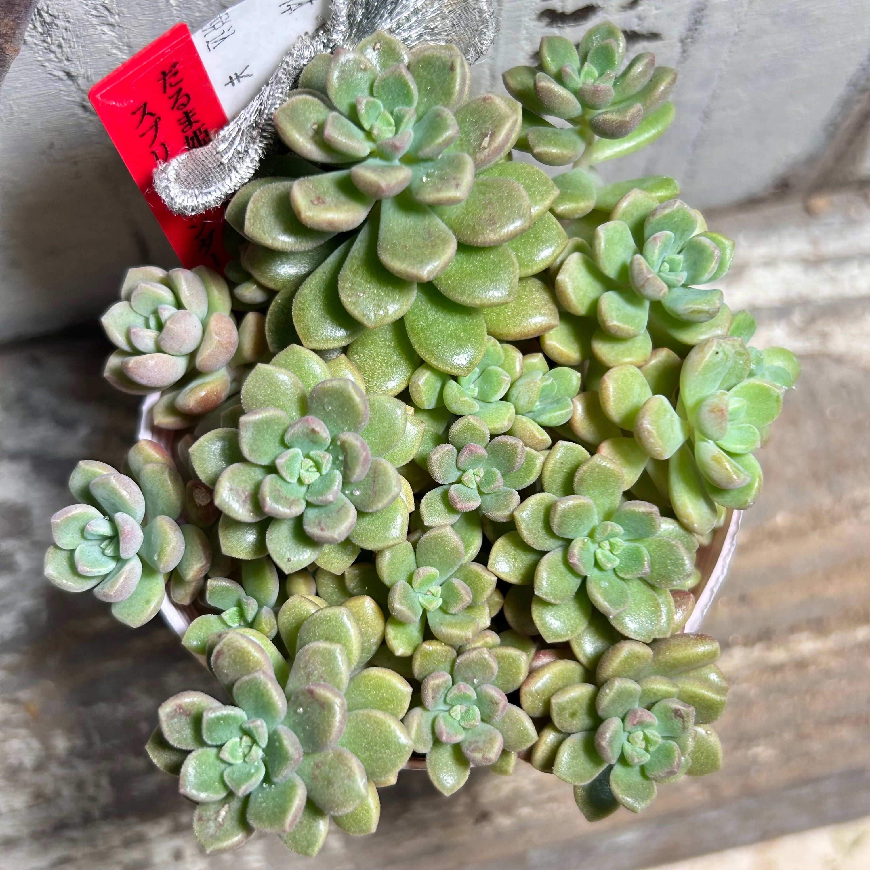 姫秋麗 | RuPo 多肉植物専門店