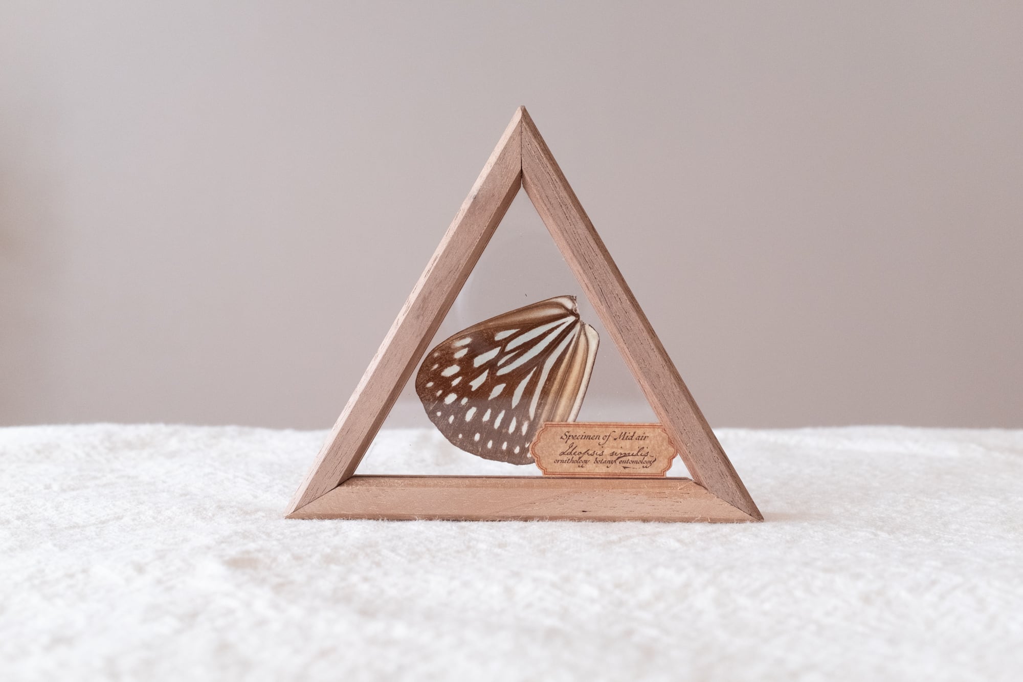 空中標本 - リュウキュウアサギマダラの翅 | ATELIER de MIOMORI