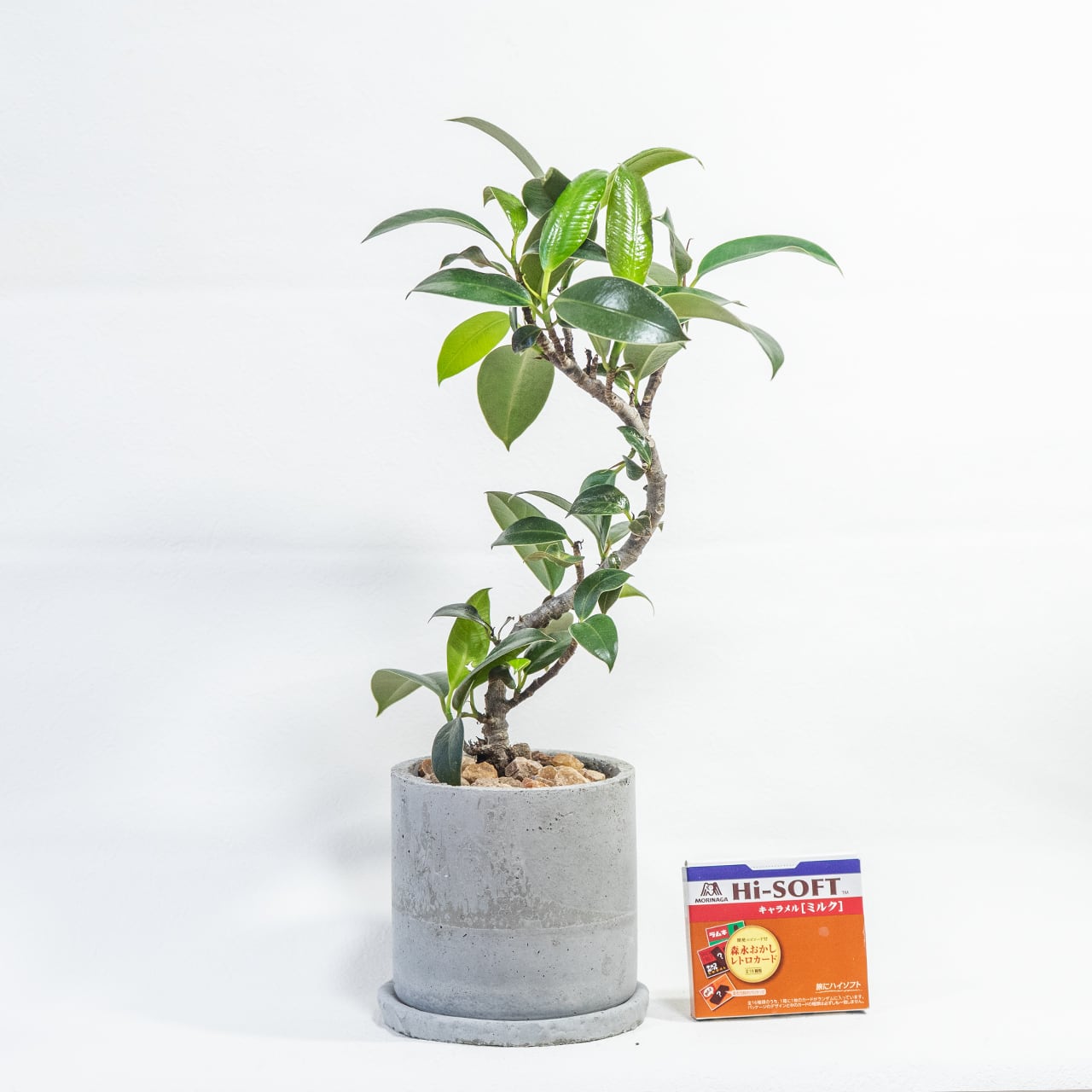 観葉植物 フランスゴムの木 曲がり仕立ての樹形美を活かしたモルタル鉢セット