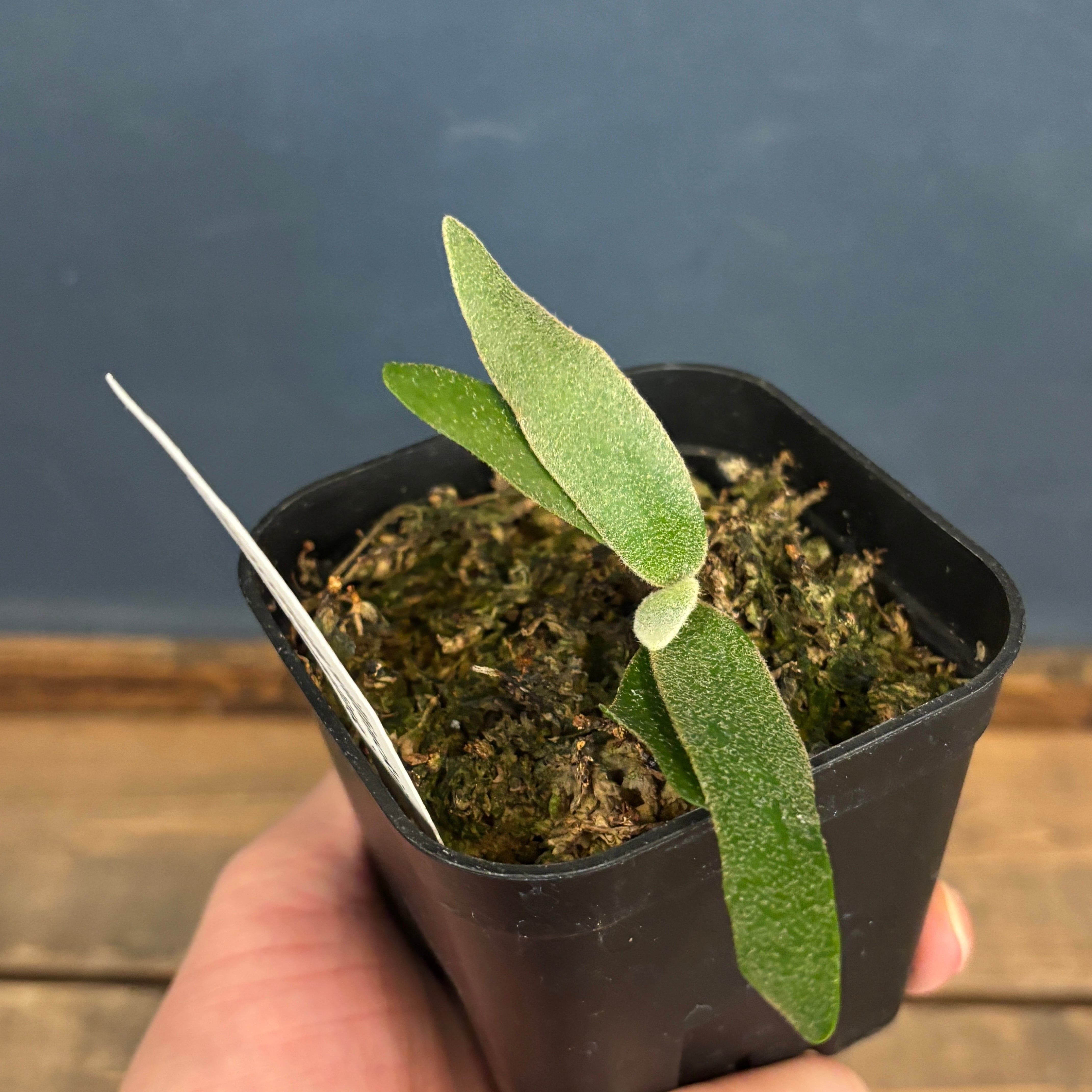 クリアランス】ビカクシダ ジェイドガール P. willinckii 'Jade Girl