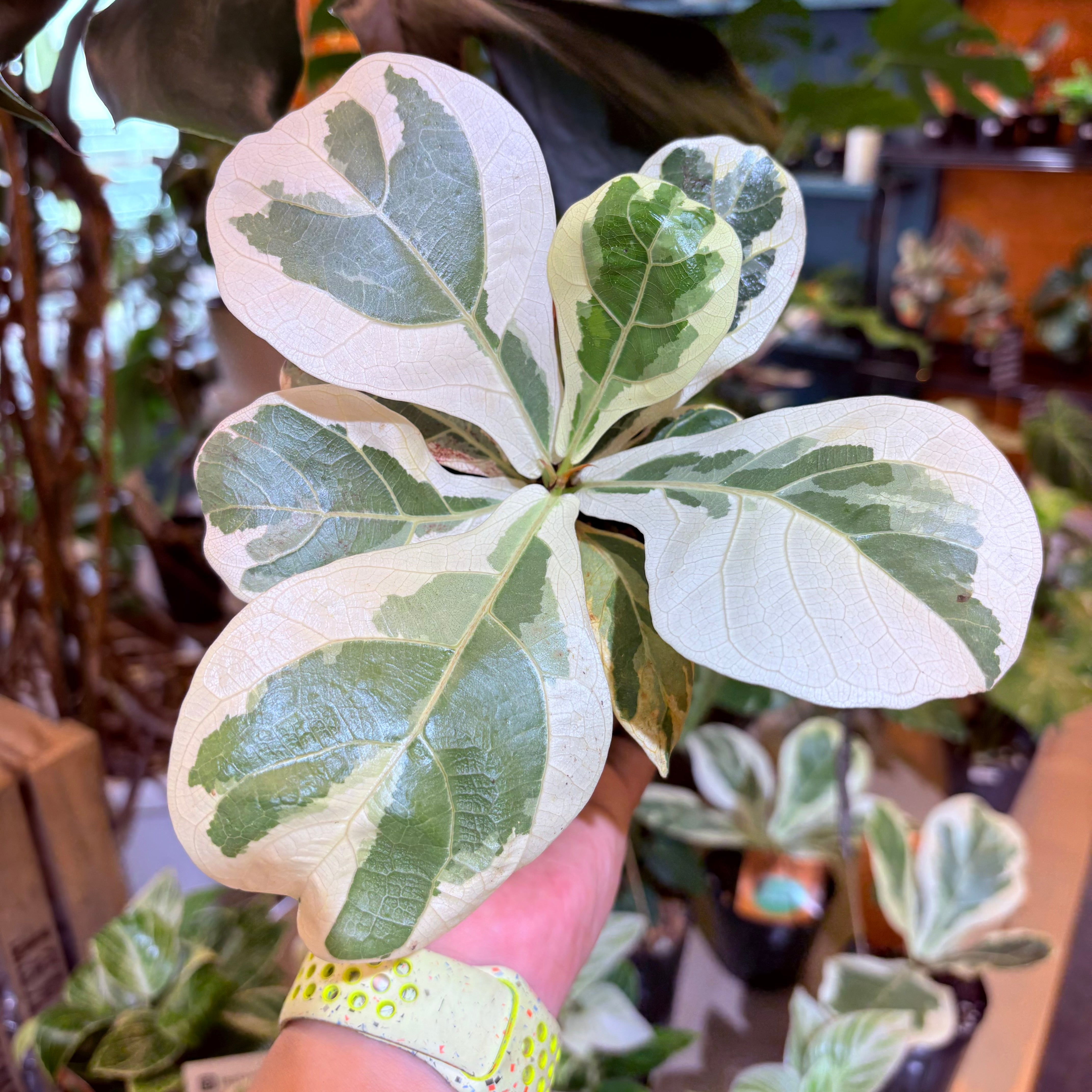 フィカス リラータイヴォンヌ 3.5号 | Green Vibes 宇都宮市の観葉植物