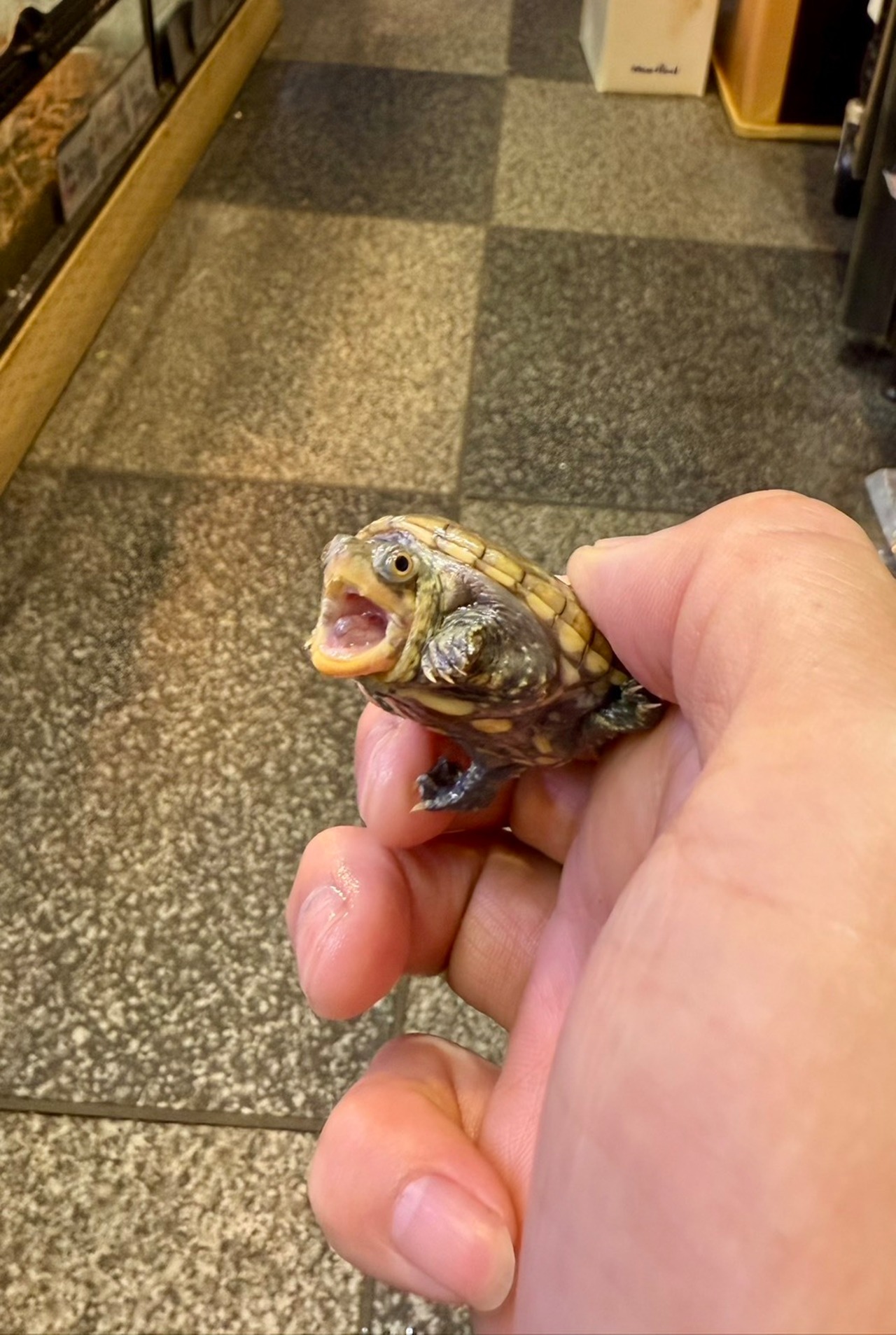 ハラガケガメ❺ - 6