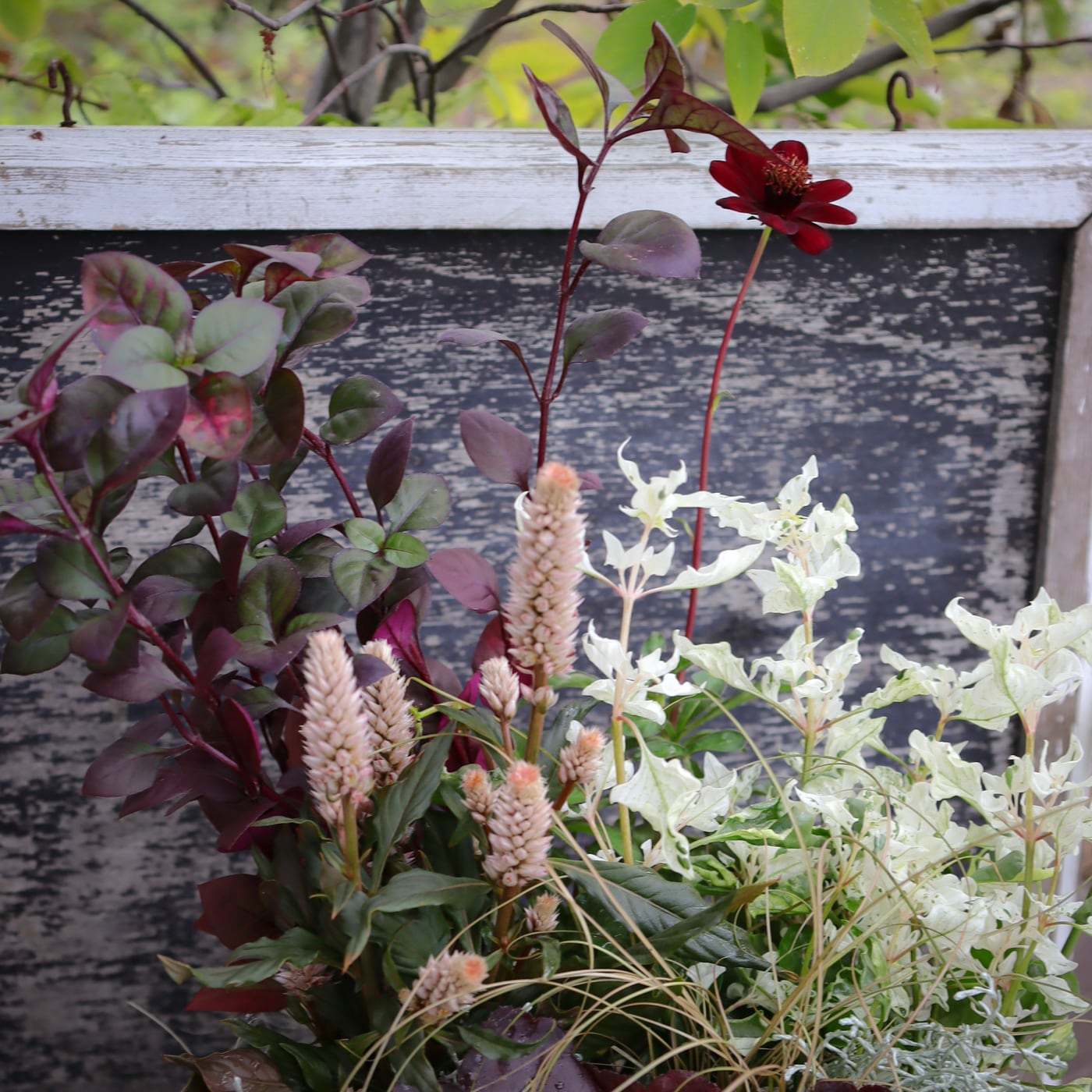 セット割】秋色エレガント寄せ植え苗セット 届いたら直ぐ作れる