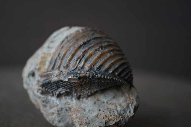 ドイツ産トリゴニア化石 Trigonia interlaevigata 1953