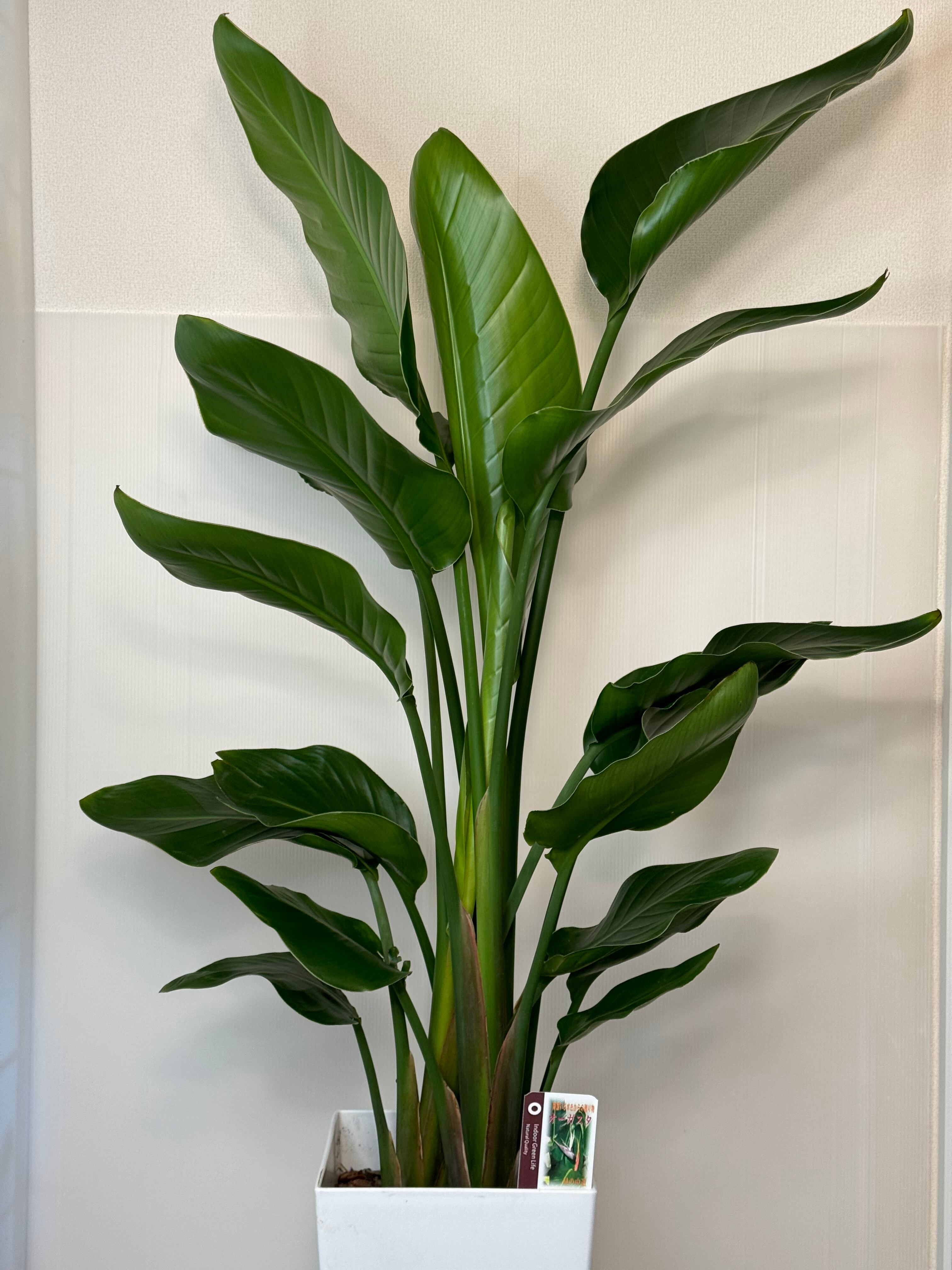 【ストレチア オーガスタ】特大 120cm 約7号 鉢ごと発送 送料込み ストレチア オーガスタ】特大 120cm 約7号 鉢ごと発送 送料込み