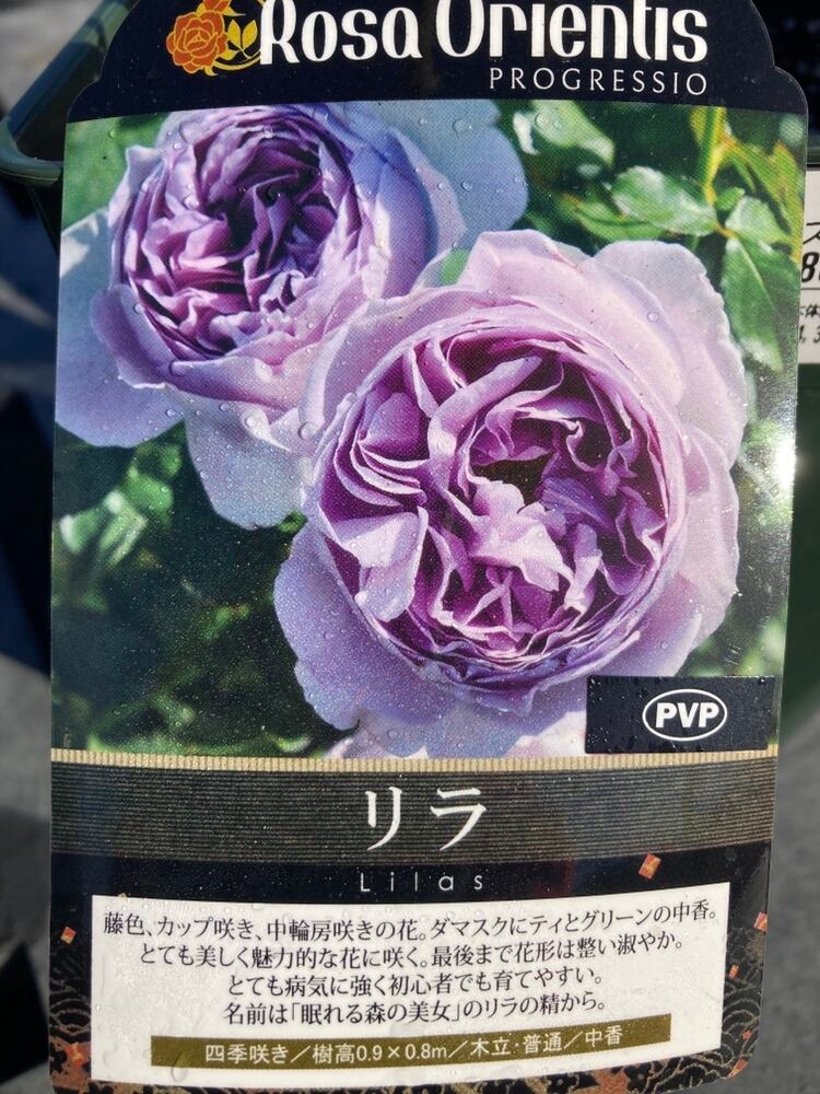 バラ苗 | 日本ライン花木センター