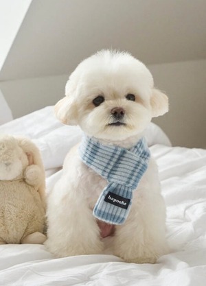 [予約] Stripe Label Muffler (soda)