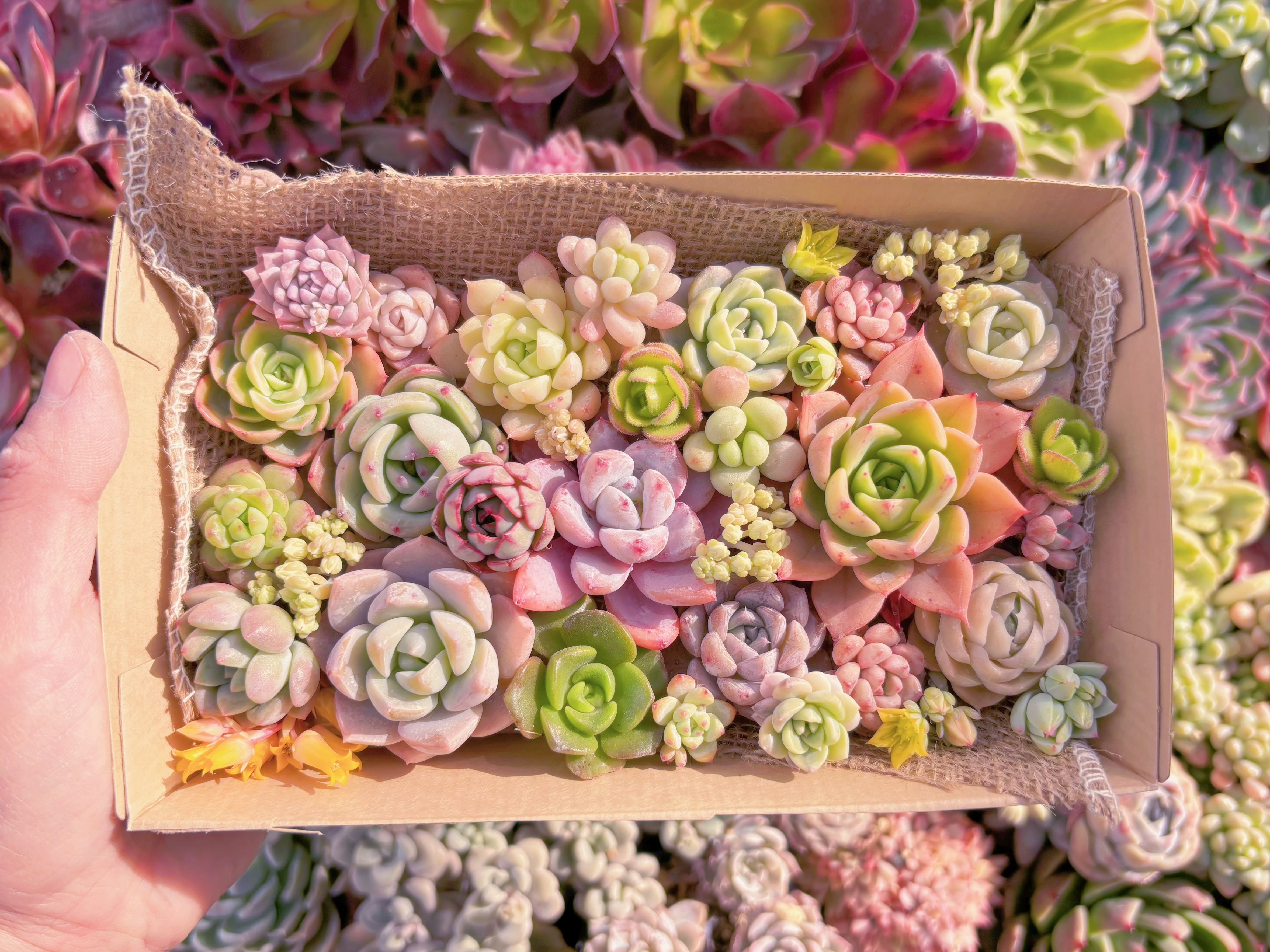 現品　寄せ植えセット#1179　12cmx20cm　るる農園