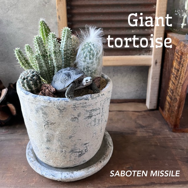 Giant tortoise ゾウガメ
