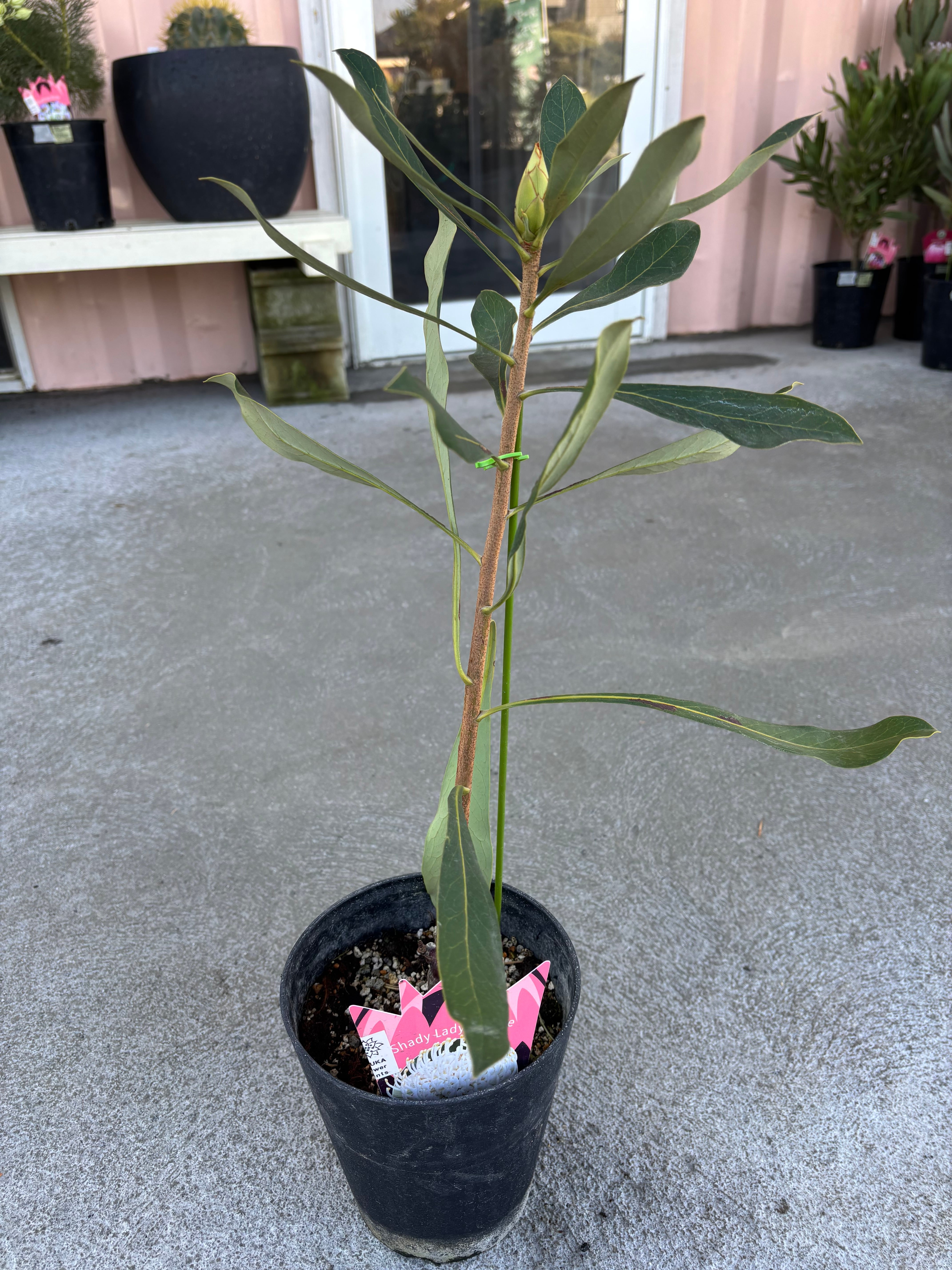 テロペア シェイディレディホワイト | MELLOW Plants & Coffee