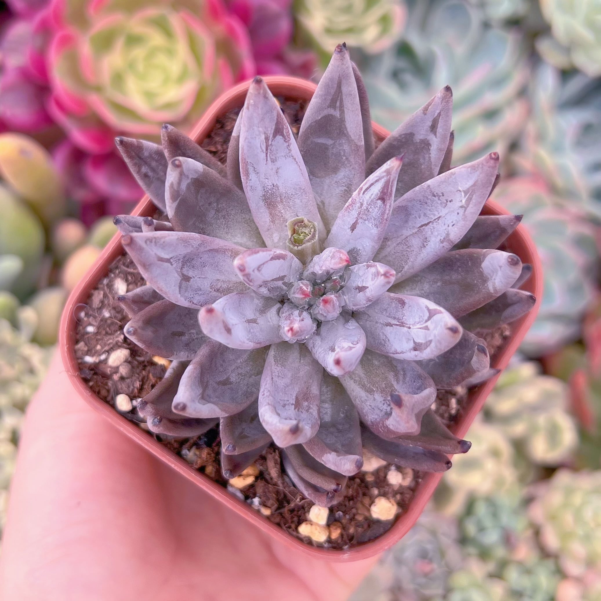 現品　魔爪#A88　るる農園