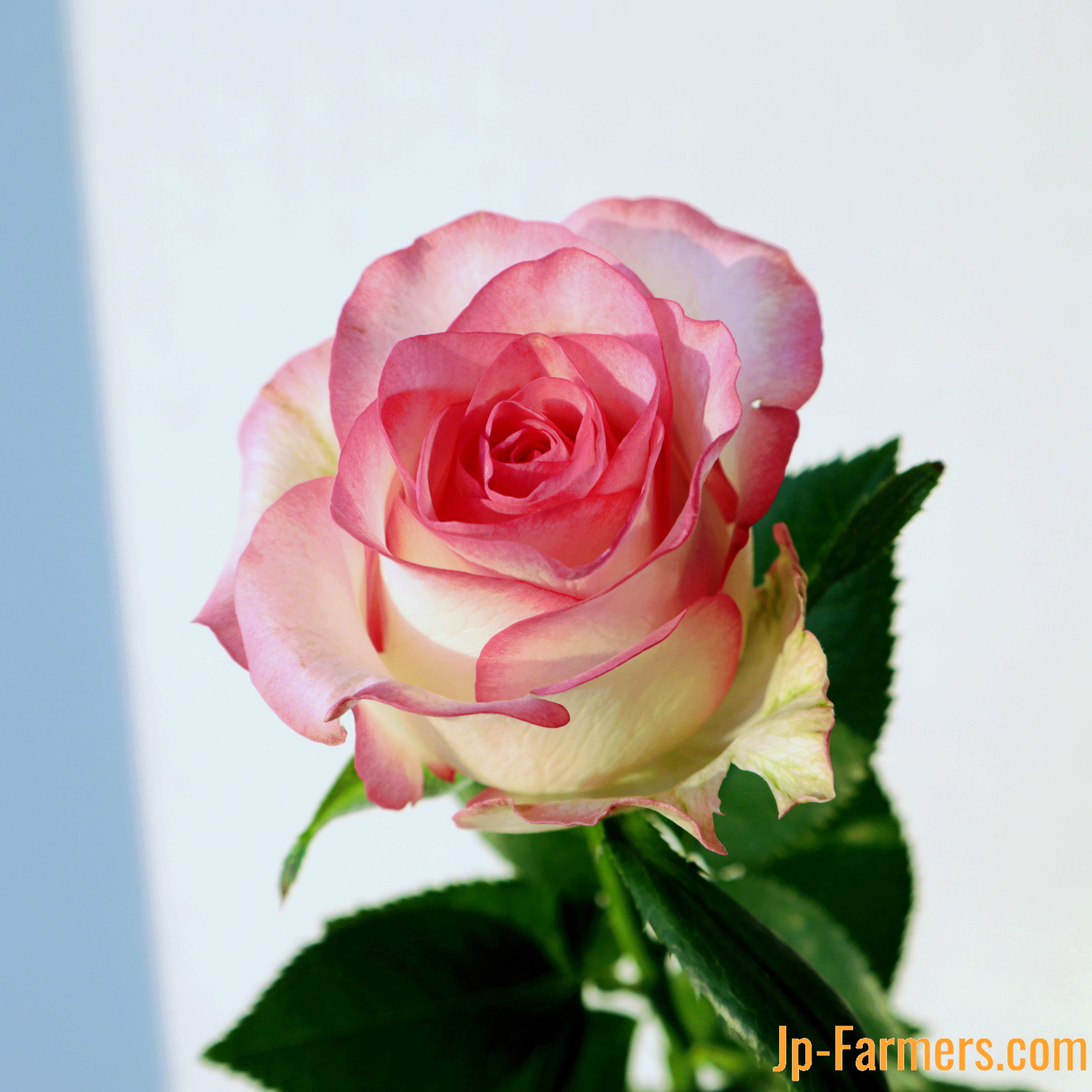 烏山バラ 那須烏山市 花工房 cafe アトリエ野バラのバラ園: 花が咲く風景の写真