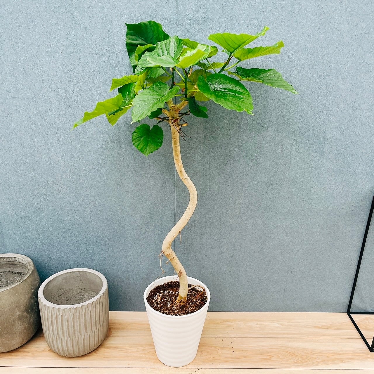 現品］4番 創樹 オリーブ ミッション 7号 観葉植物 ベランダ SOUJU