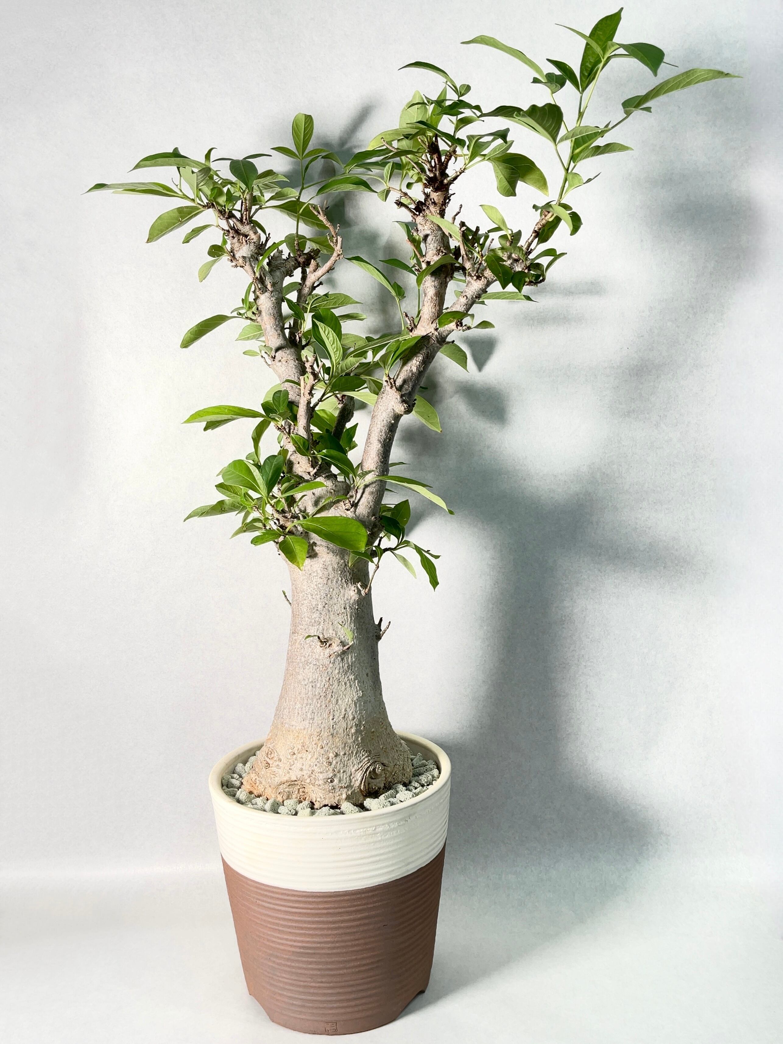 アダンソニア・ディギタータ(バオバブ) | trigger