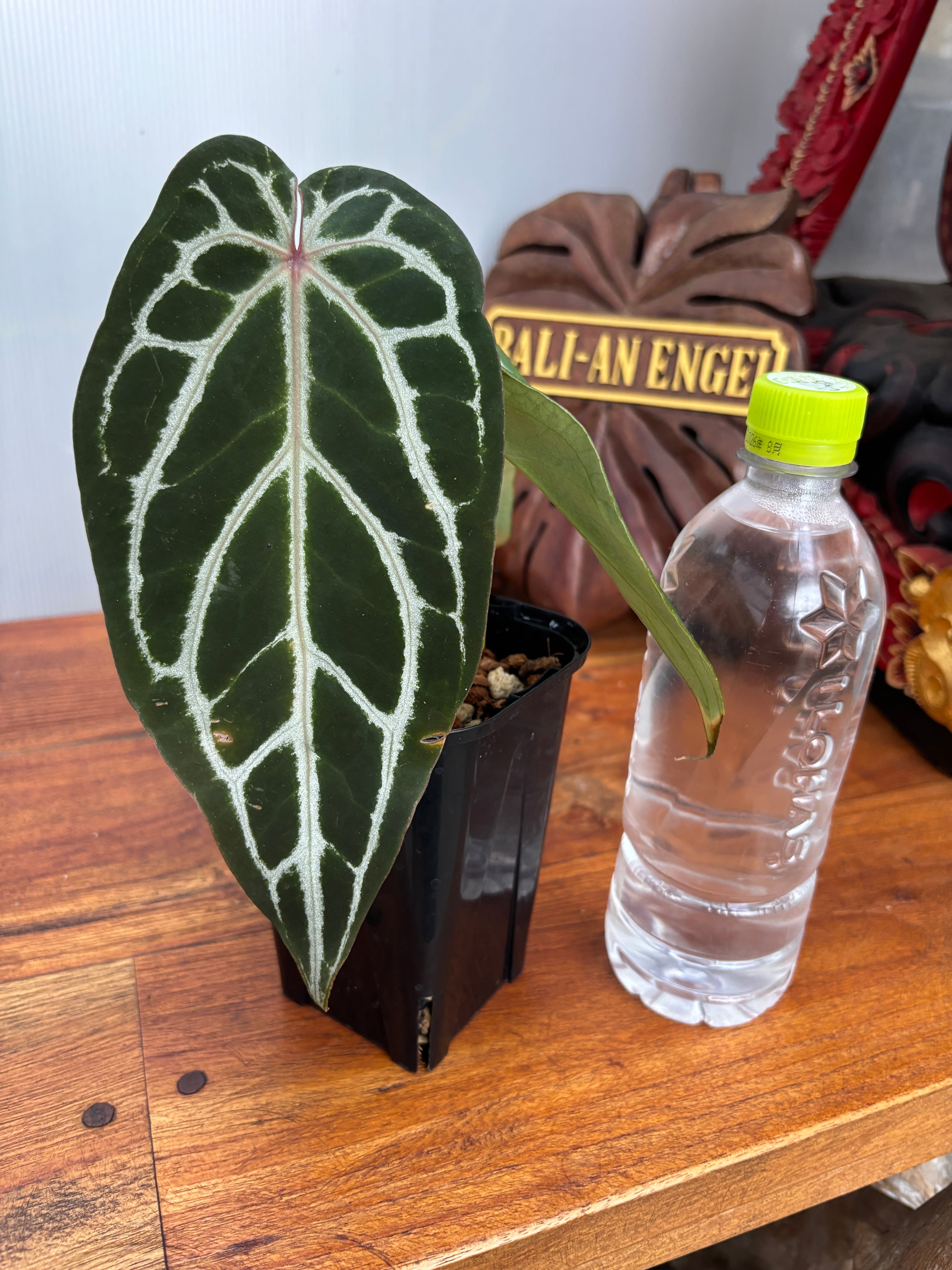 Anthurium | BA PLants