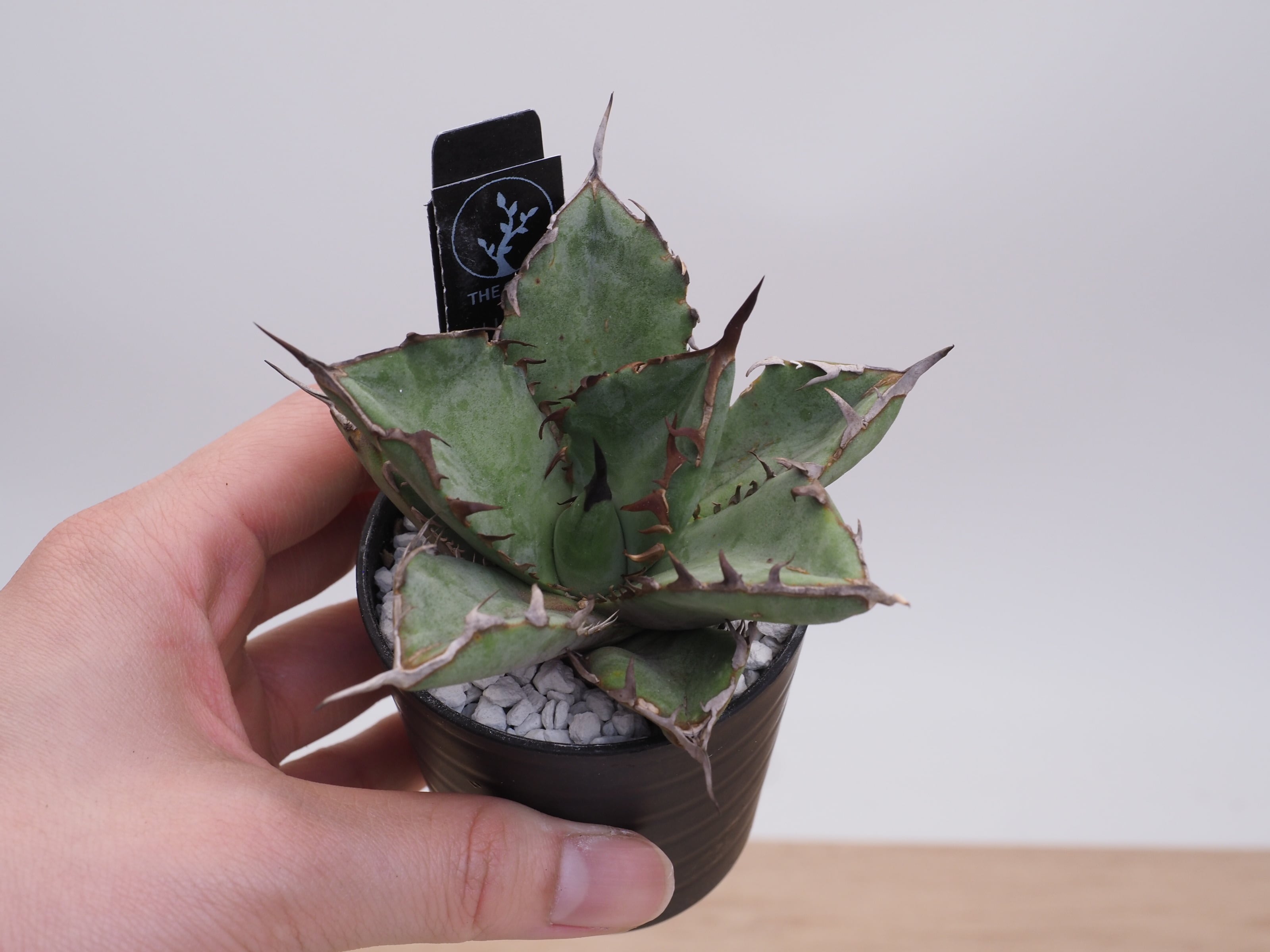 アガベ | THE CORE