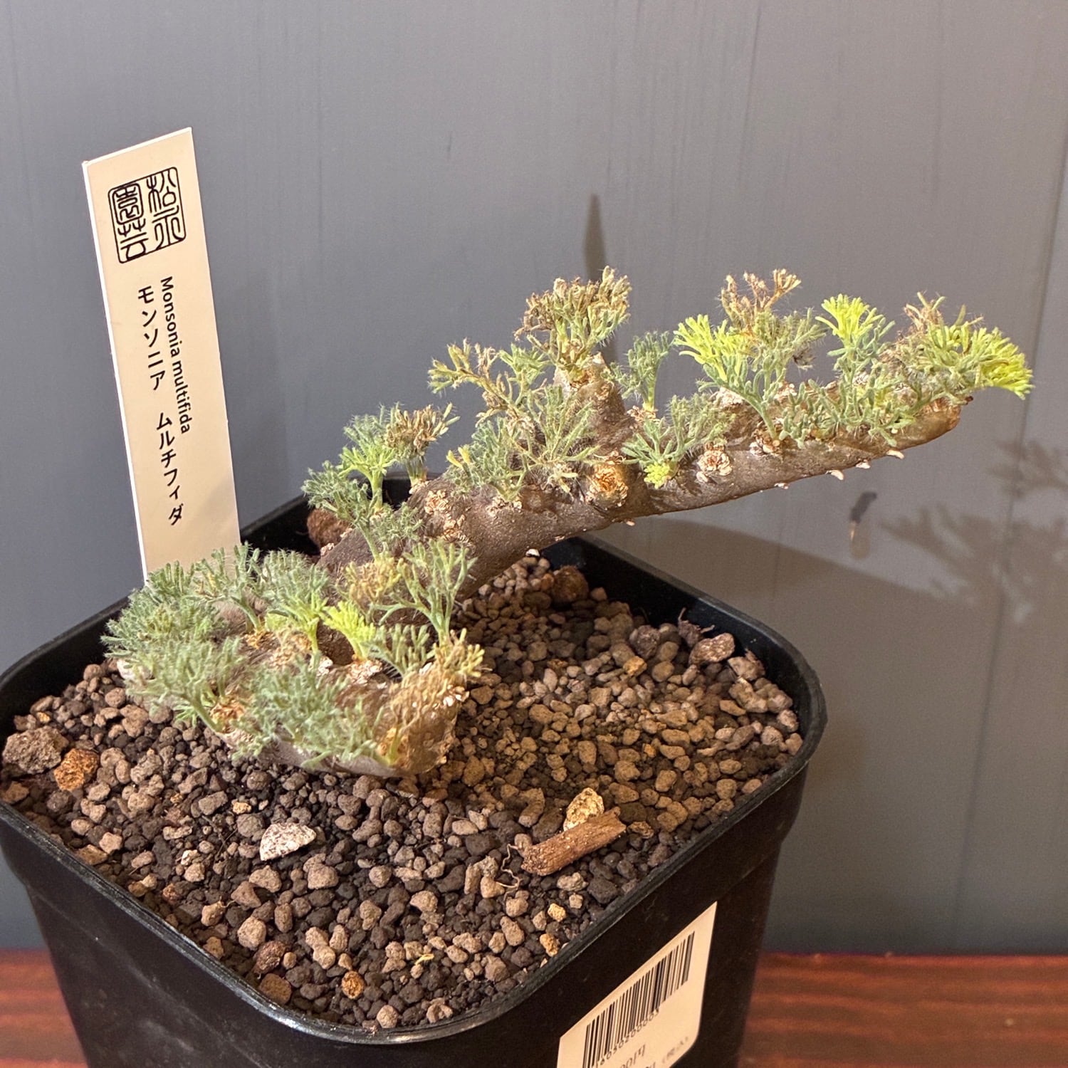 【特選株】モンソニアムルチフィダ サルコカウロン チレコドン ペアルソニー 新着3日限定10%OFF】モンソニア ムルチフィダ（サルコカウロン