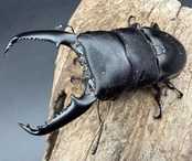 【WD】《パラワンオオヒラタ ガントン産 87mm ペア》