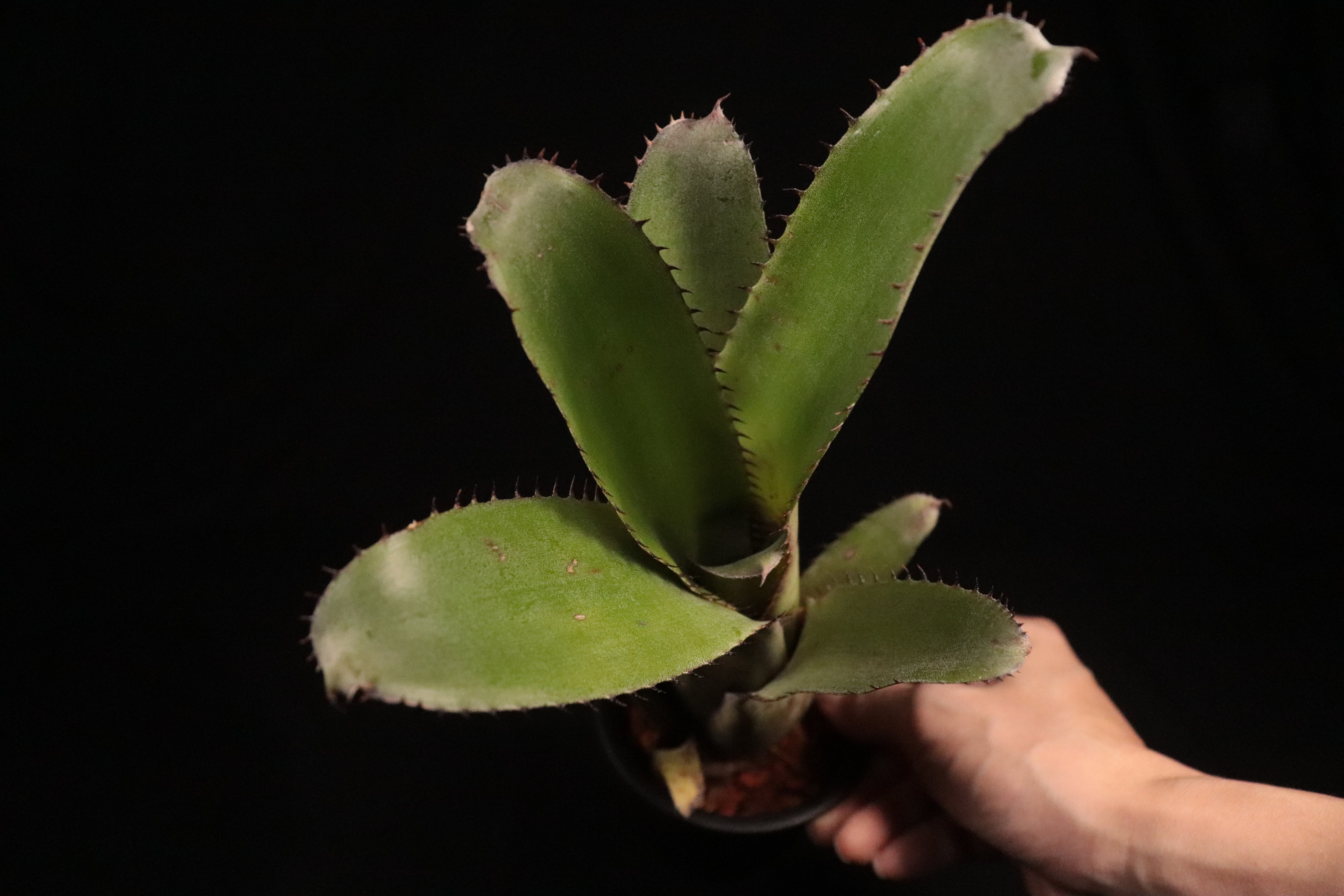 送料無料】Aechmea 'Jack'〔エクメア〕現品発送A0061 | plane plants