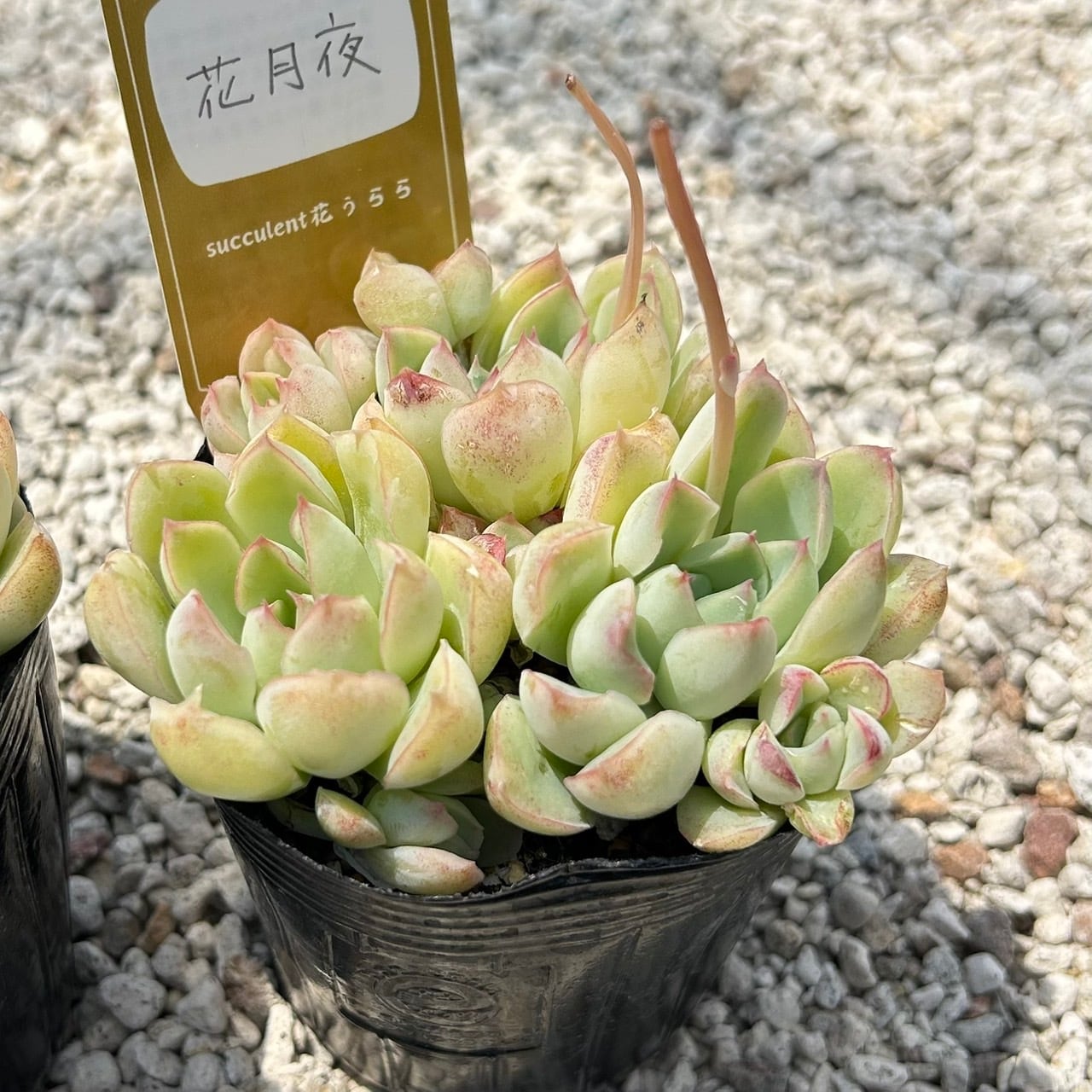ALL ITEM | Succulent 花うらら 〜多肉植物