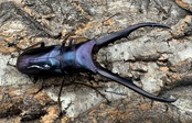 【美麗】即ブリ《メタリフェルホソアカ 70mm ペア》わたくわ氏ブリード個体