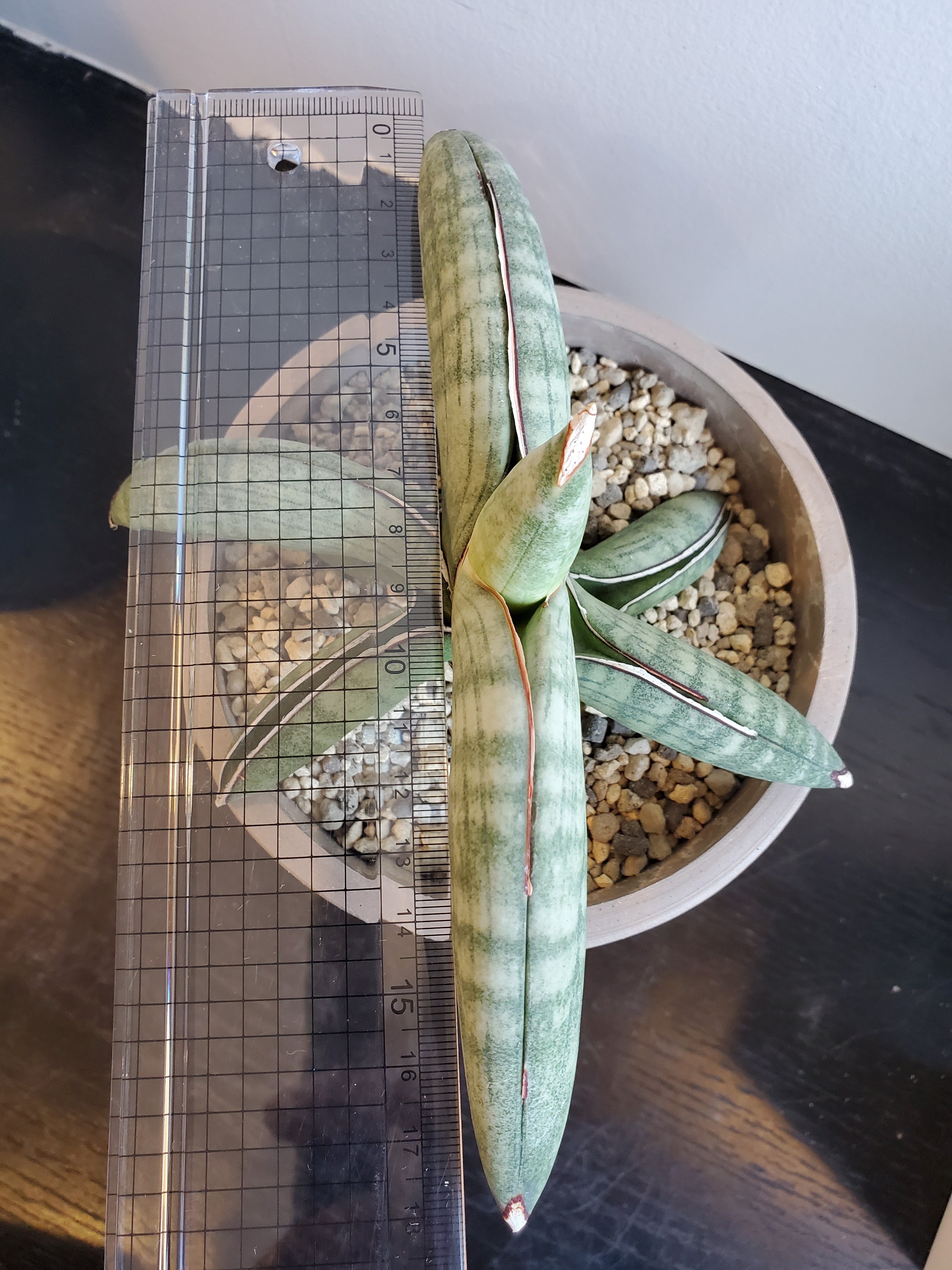 Sansevieria Eilensis【artPLANTs】サンスベリア/サンセベリア