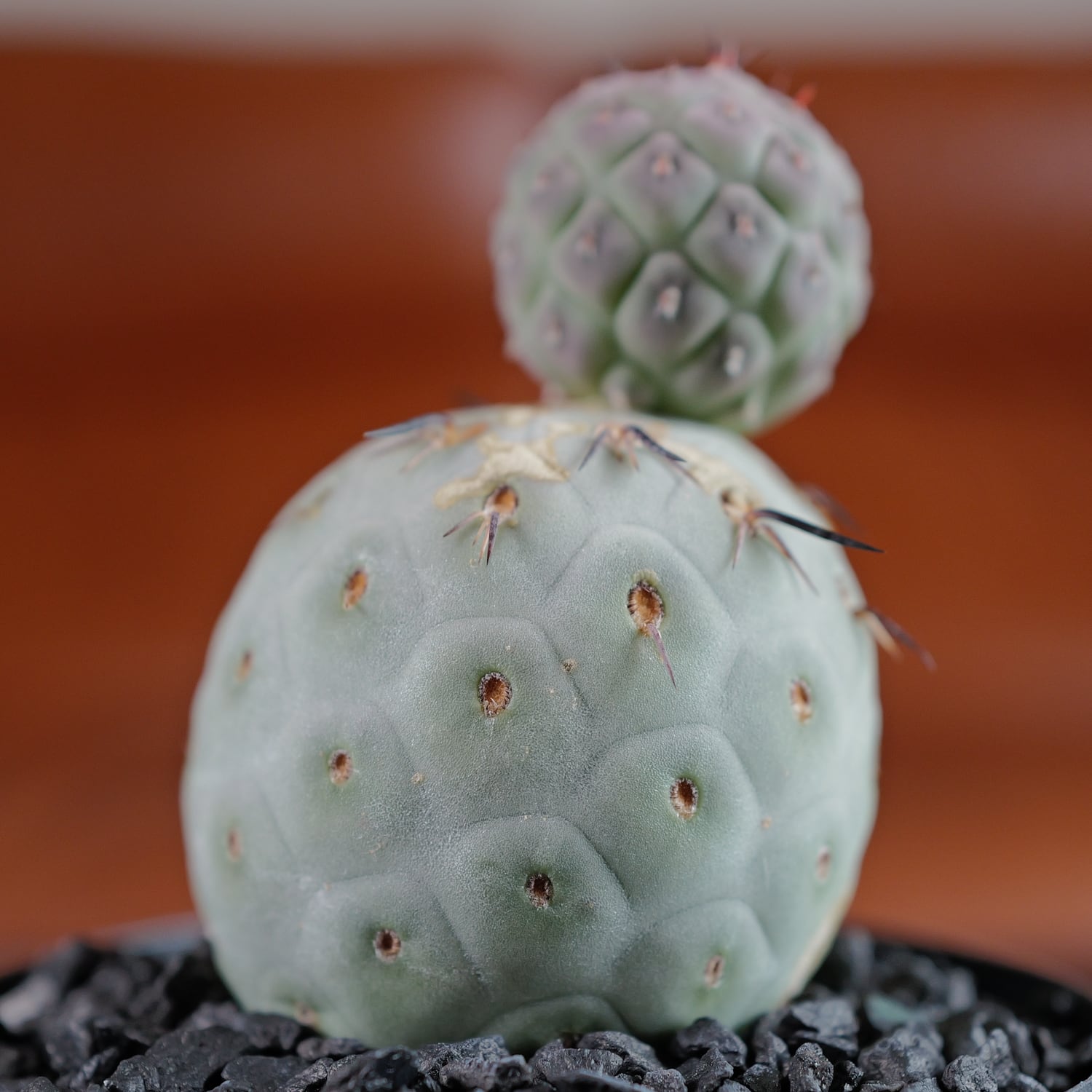 LIGHTHOUSE.PLANTS - 海外実生株のオベサなど輸入植物を販売、卸売する