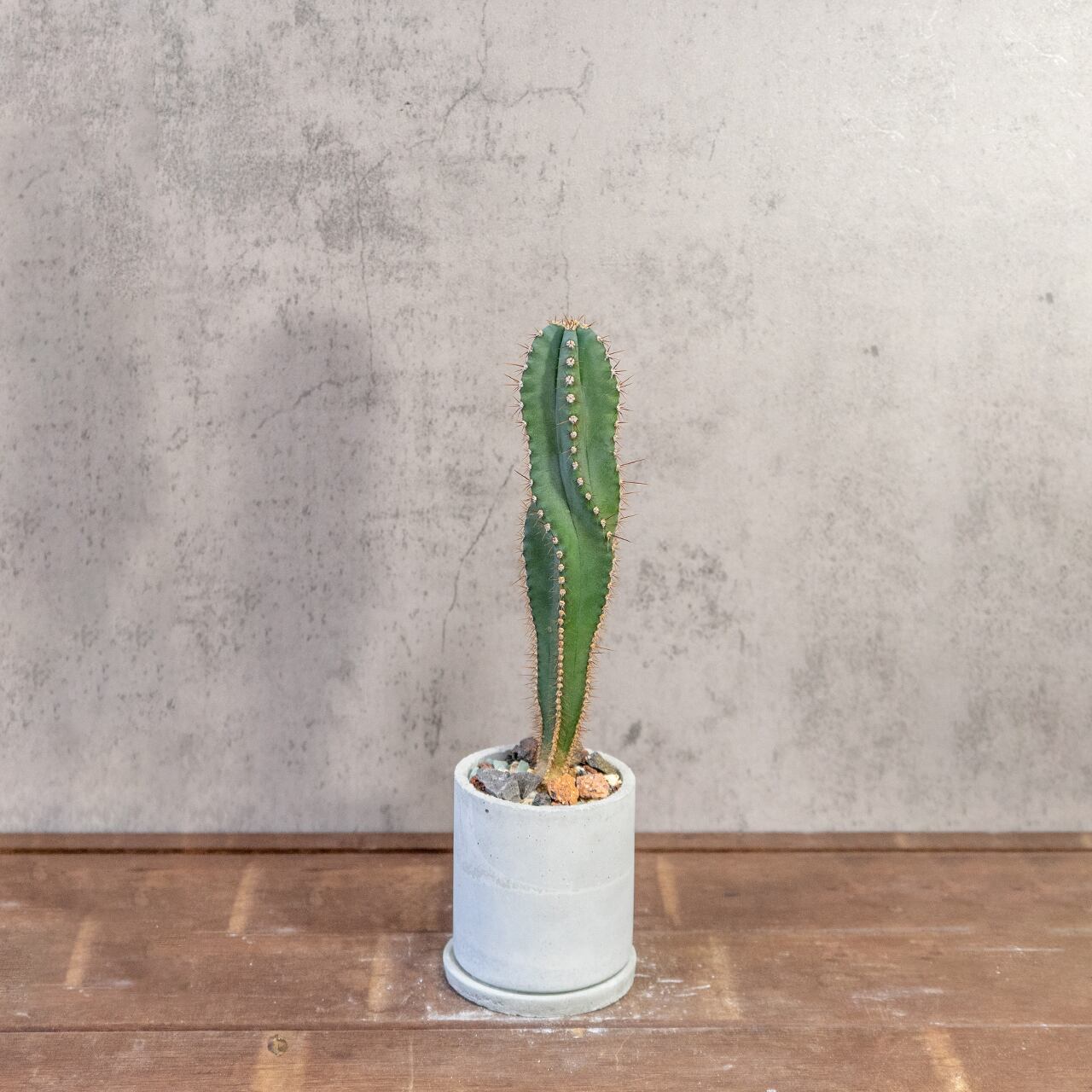 セレウス・スピラリス｜スパイラルフォルムが魅力の一点物サボテン【手づくりモルタル鉢】