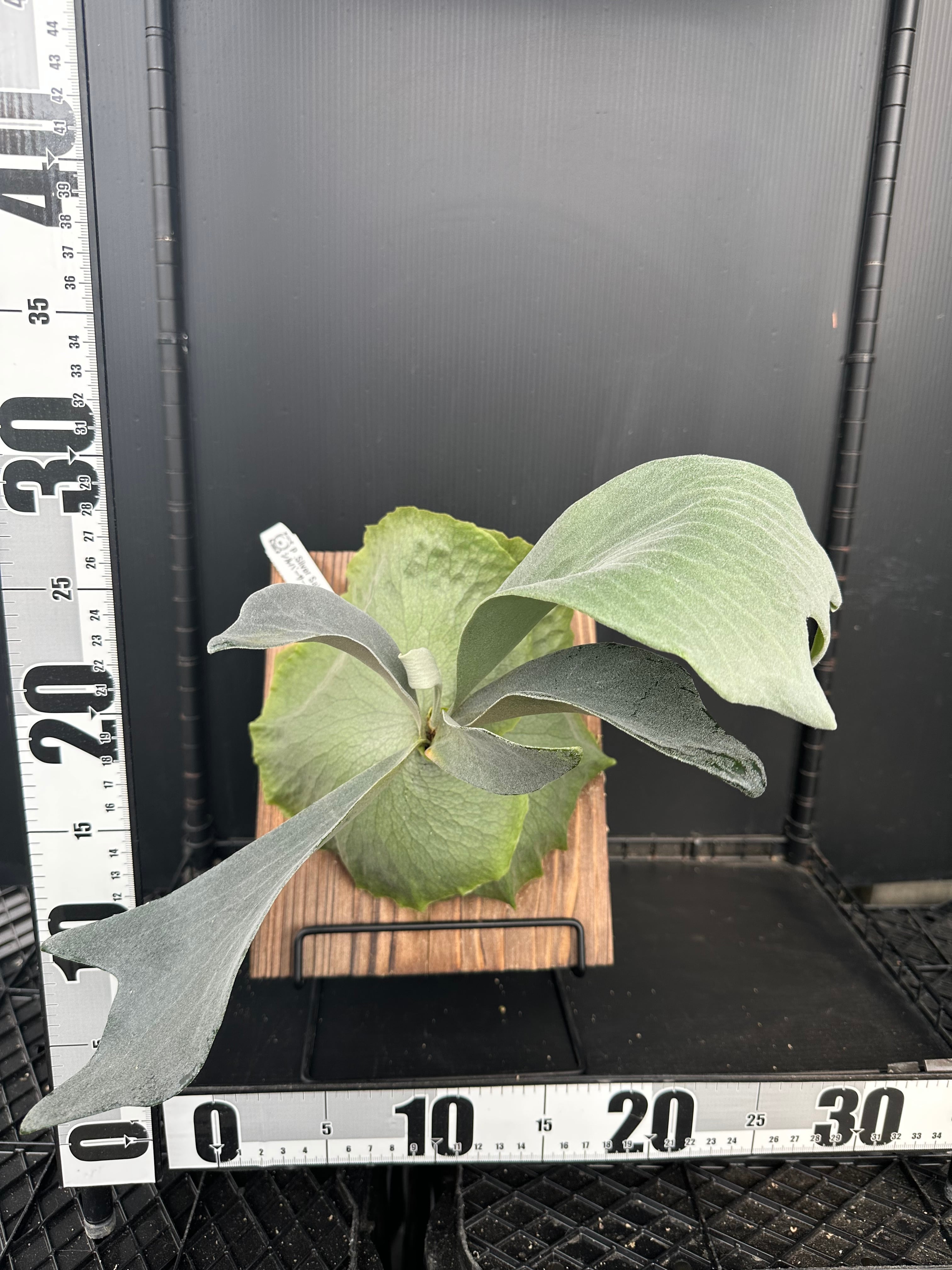 Papilionanthe teres fma.alba 'Olympic Rings' | 新垣洋らん園