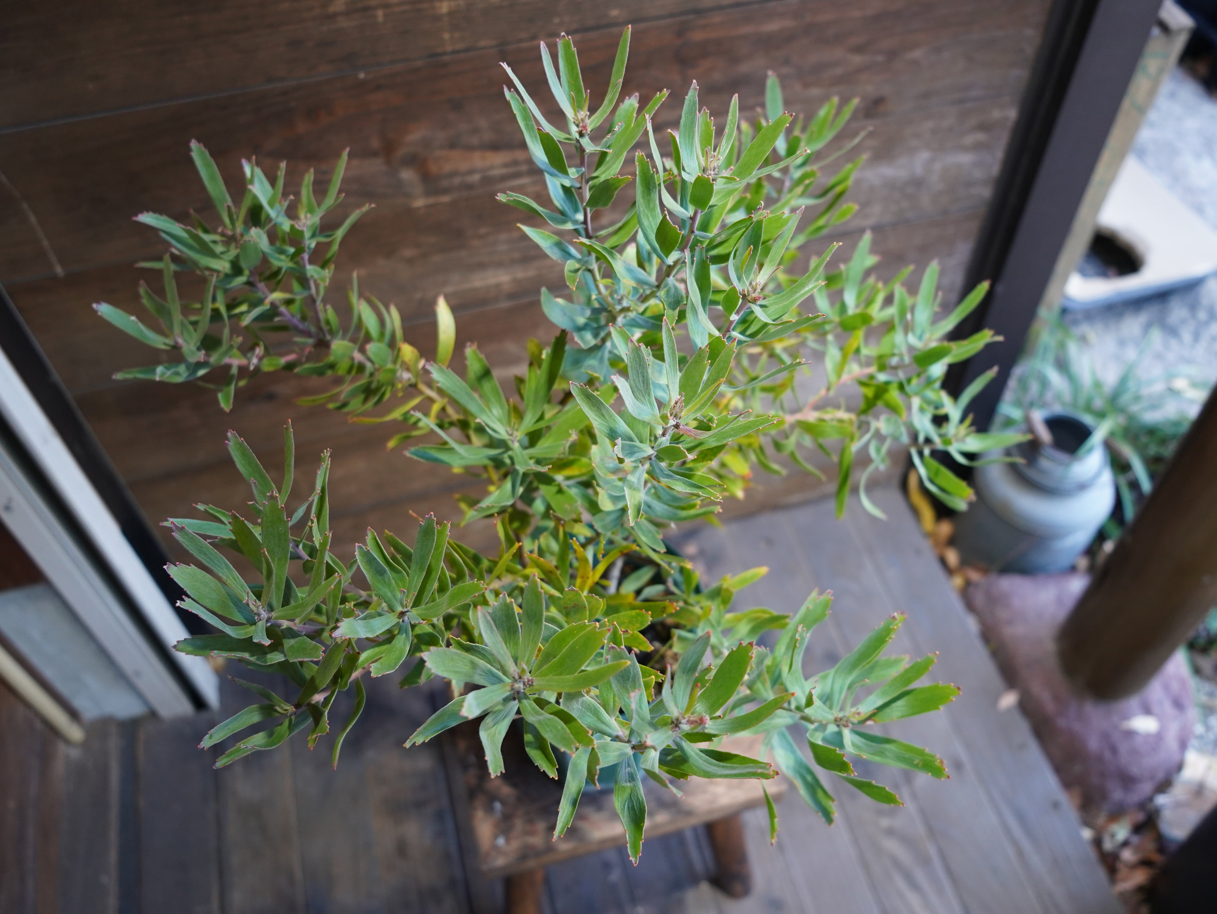 【現物】リューコスペルマム "スカーレットリボン"　