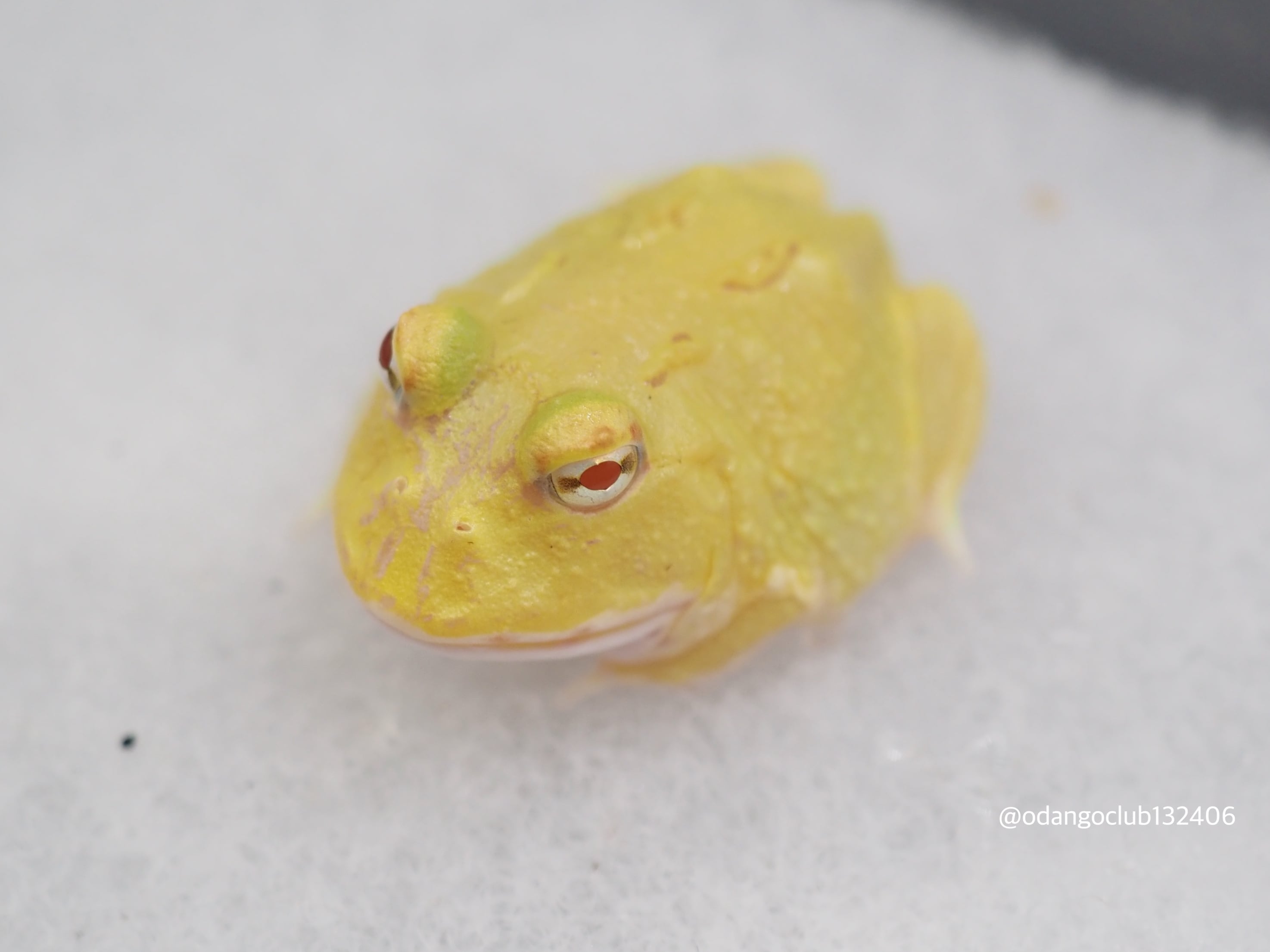 ①クランウェルツノガエル 