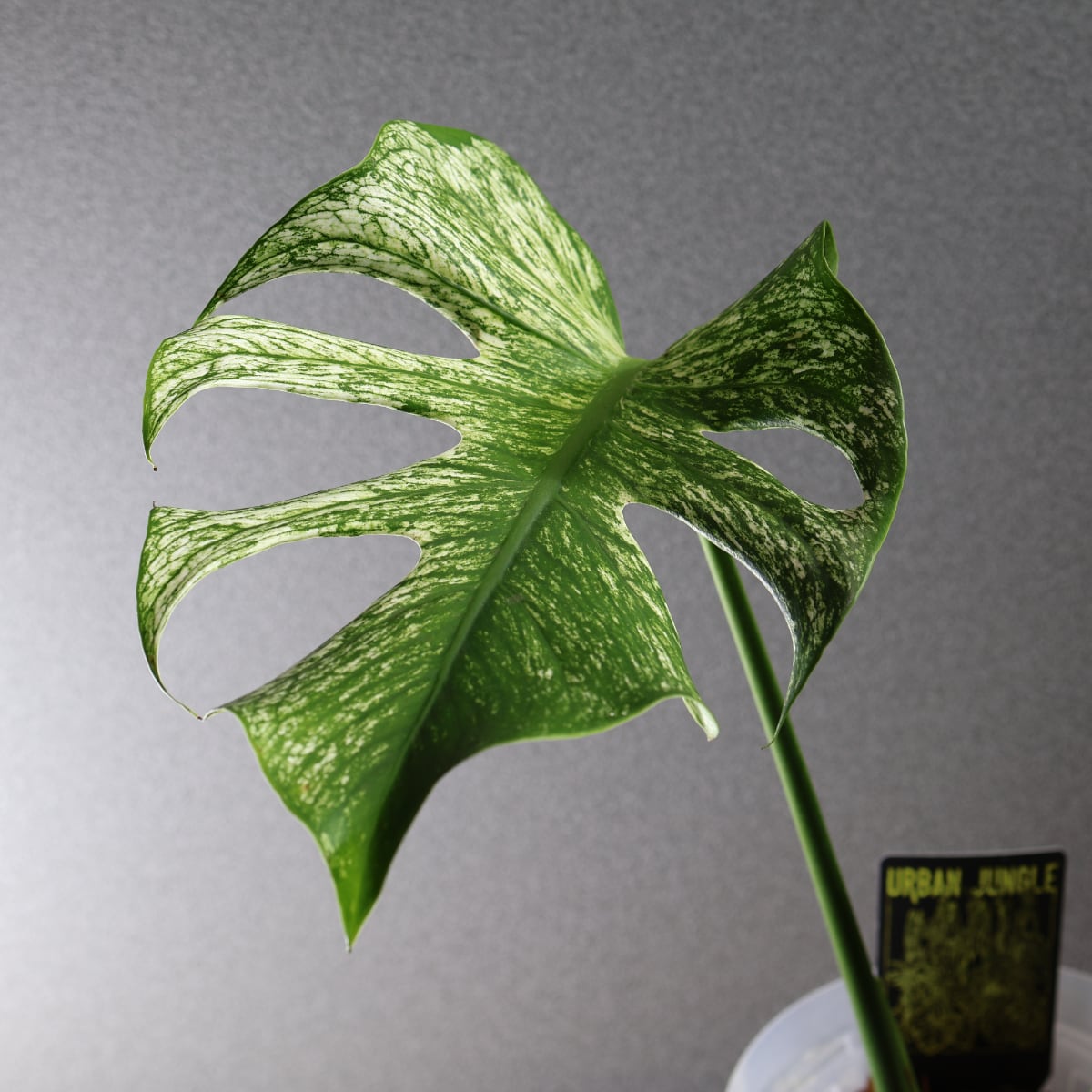 536『モンステラ デビルモンスター』観葉植物【送料無料】 | MARX