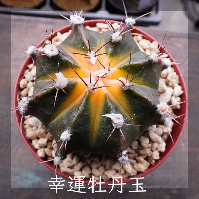 【 黄色 | 幸運牡丹玉 】ヒボタン　ギムノカリキウム　ミハノビッチ　サボテン　Gymnocalycium mihanovichii var. triedrichii