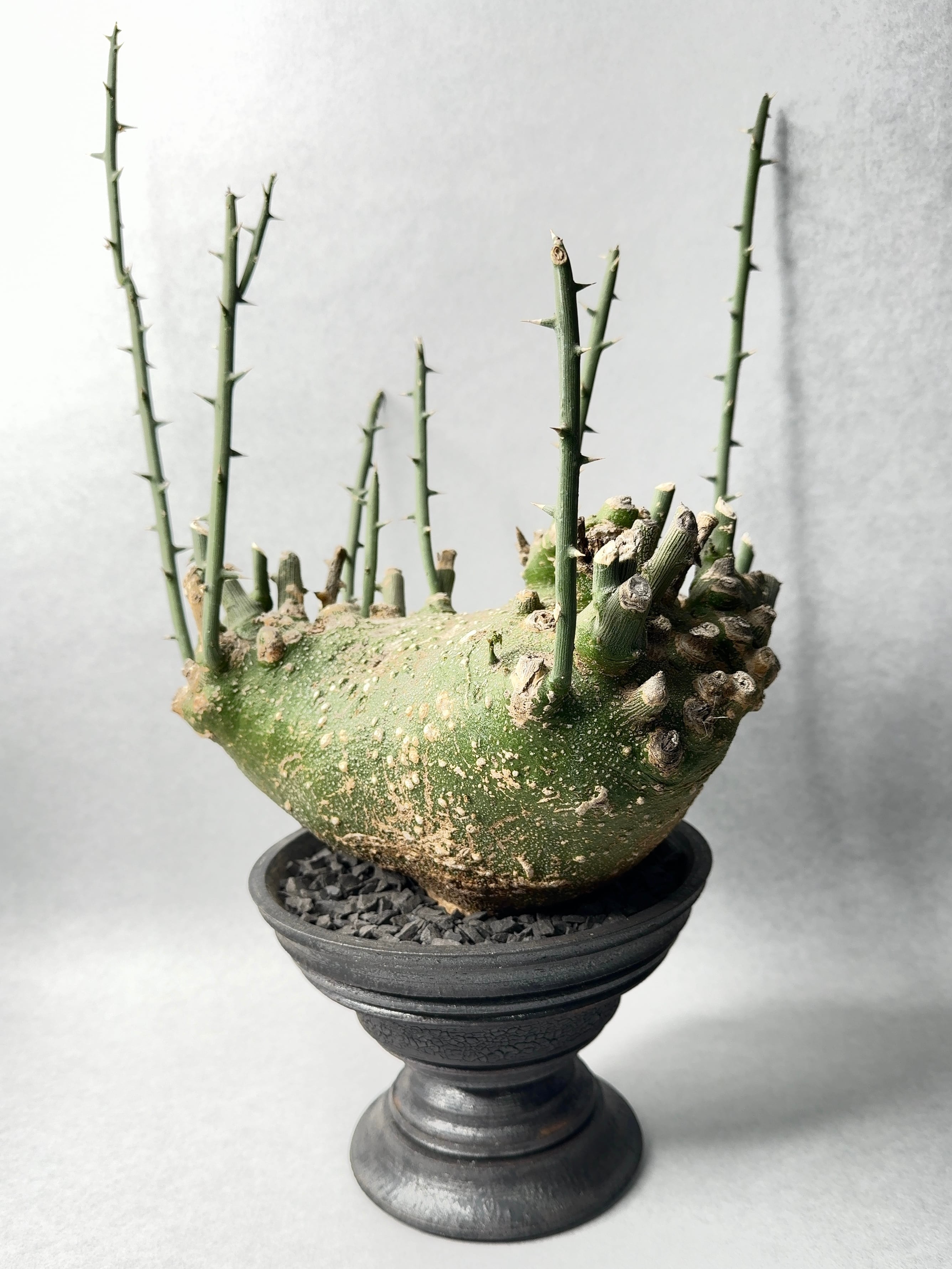 アデニア・グロボーサ | trigger