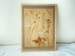 Framed botanical / a