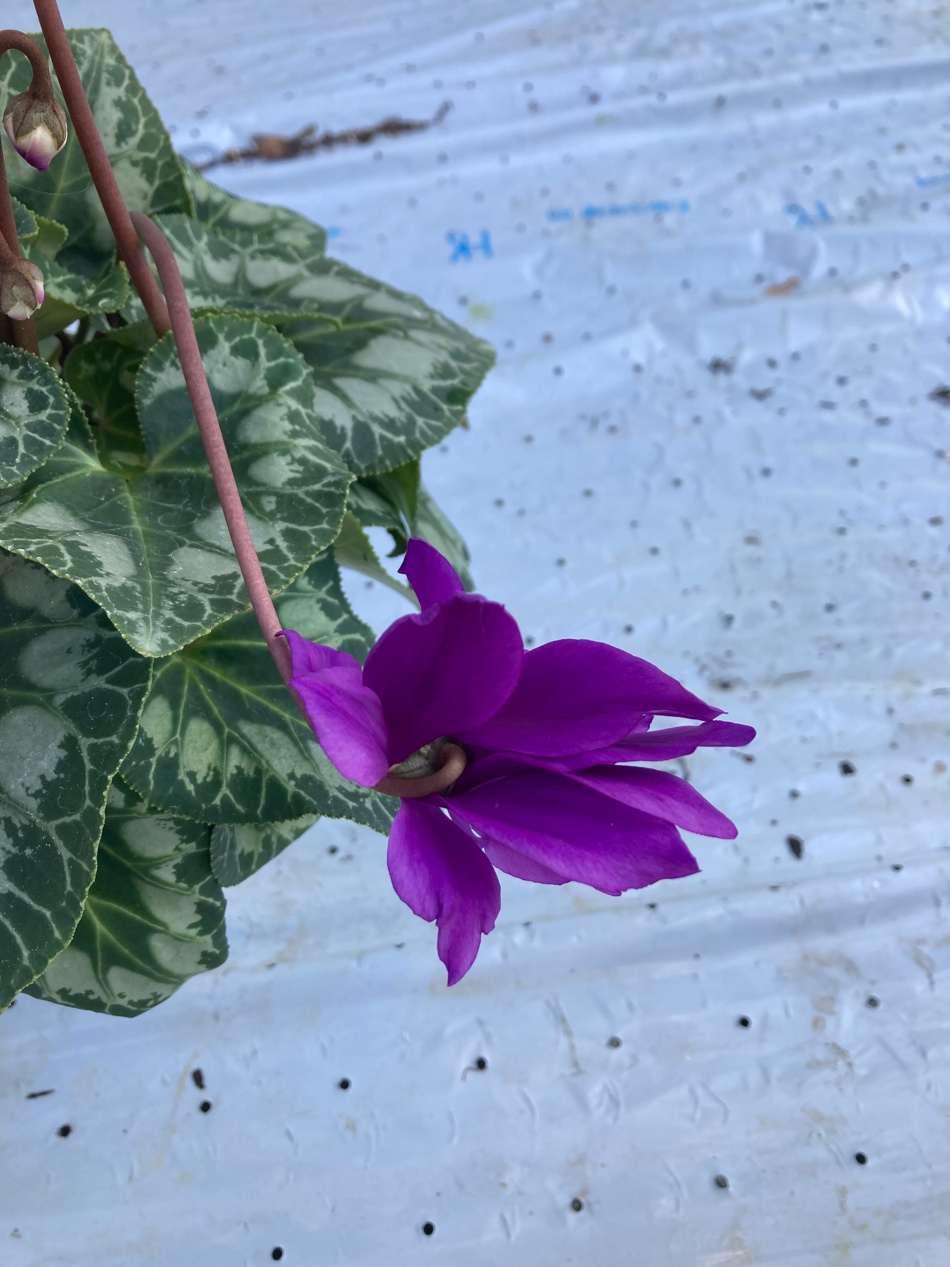 ちもブルー 枝垂れ咲 10.5cm3つセット | flowerbiz