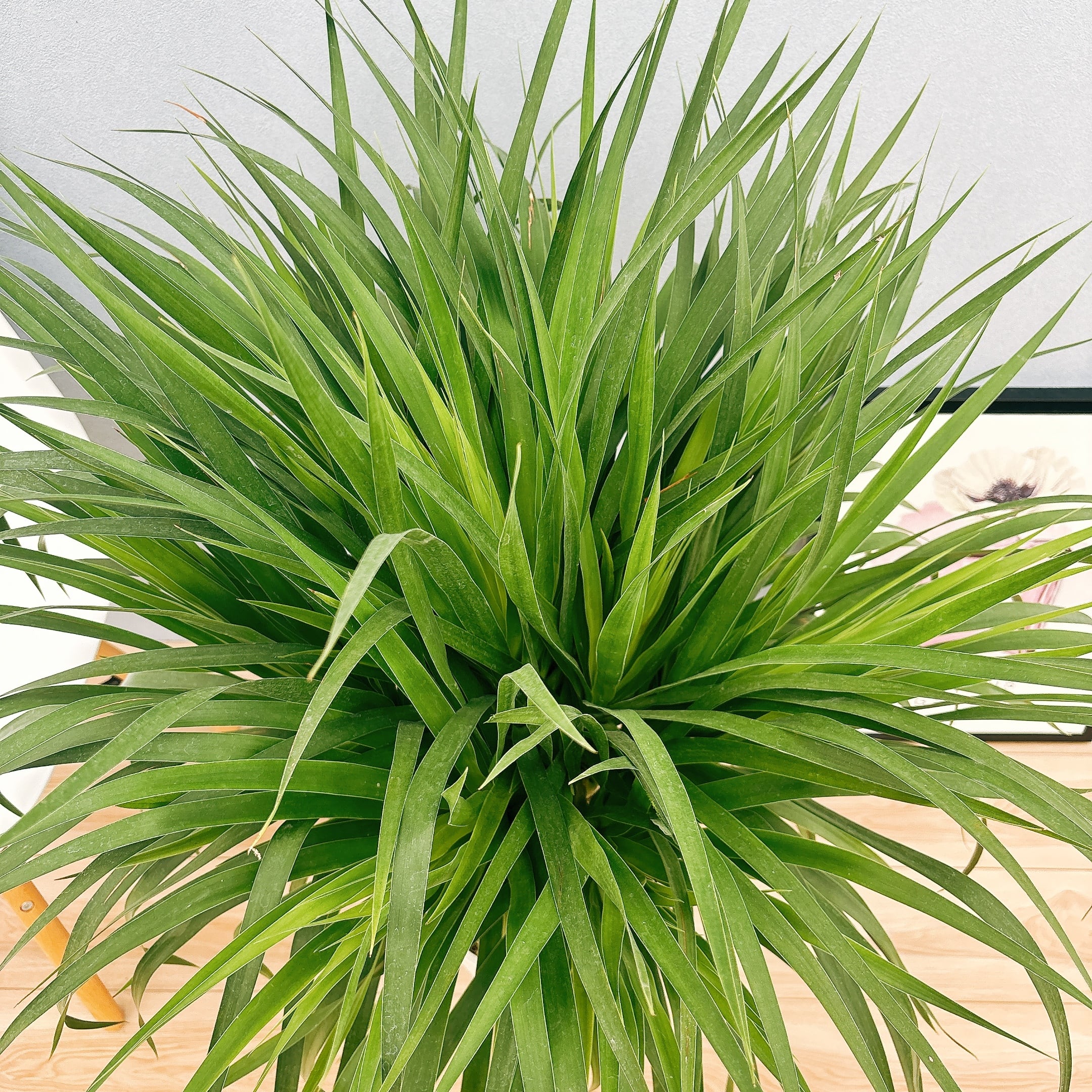 在庫］【希少】ドラセナ カンボジアーナ 観葉植物 レア 室内 幸福の木